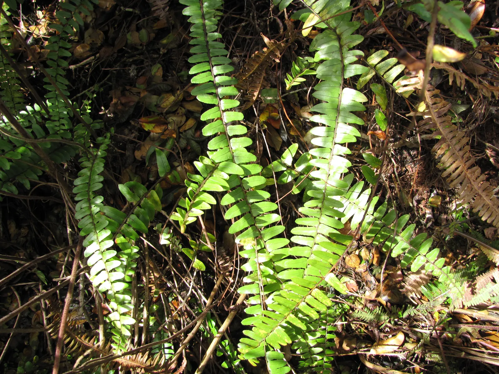 Tropical Sword Fern (Nephrolepis Exaltata) — and is an excellent choice for ground cover or container planting; further adding to its symmetrical