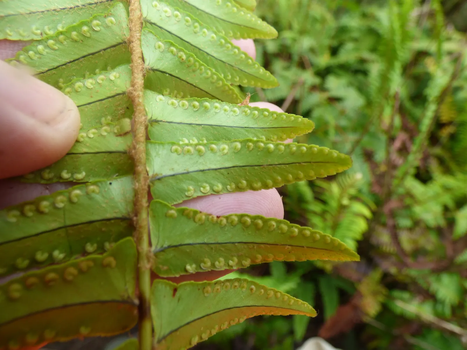 Tropical Sword Fern (Nephrolepis Exaltata) — The Tropical Sword Fern (Nephrolepis exaltata); regular watering enhances its vibrant green foliage