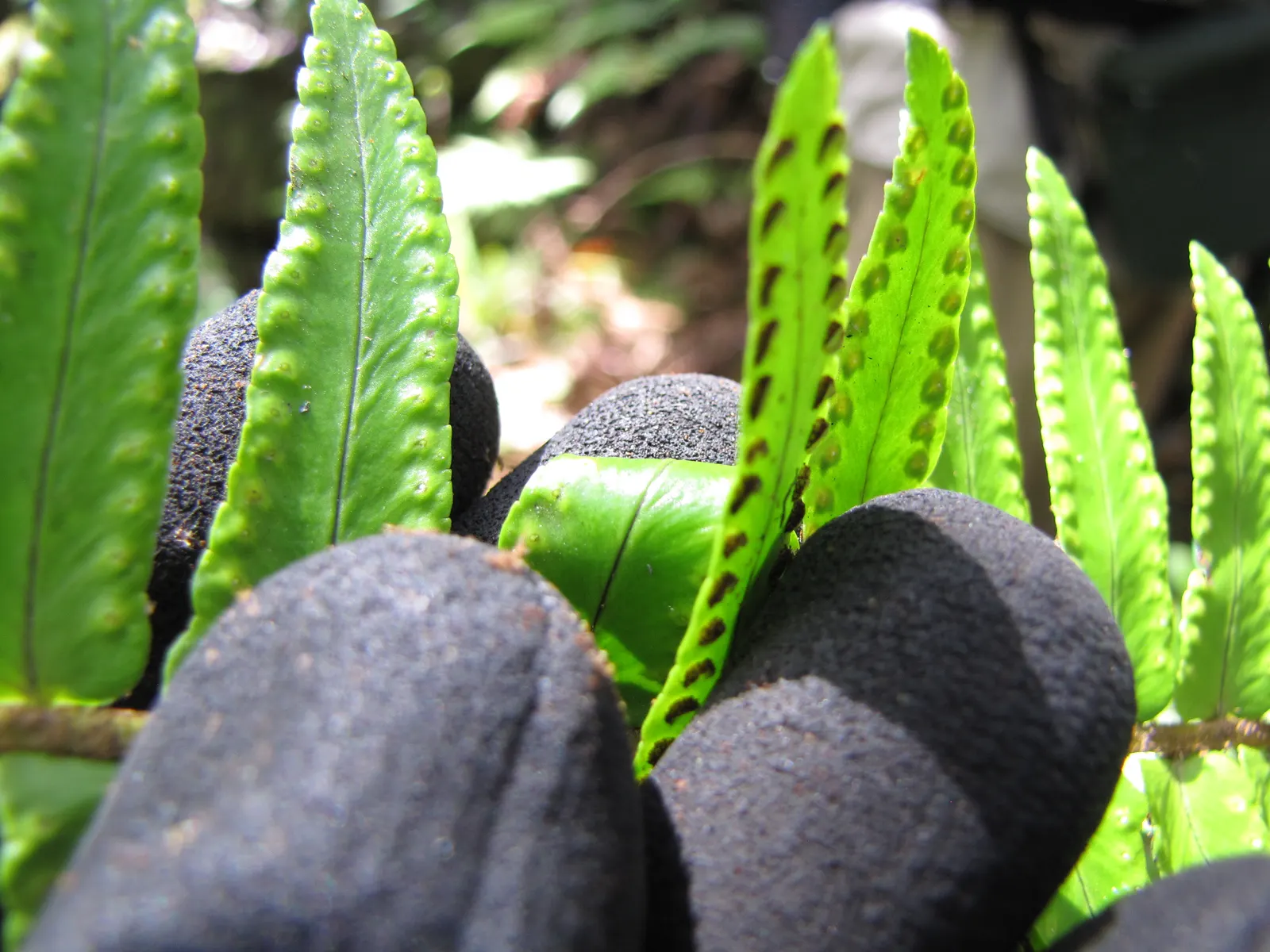Tropical Sword Fern (Nephrolepis Exaltata) — Regular watering enhances its vibrant green foliage; fern for full or half or shade, image 76