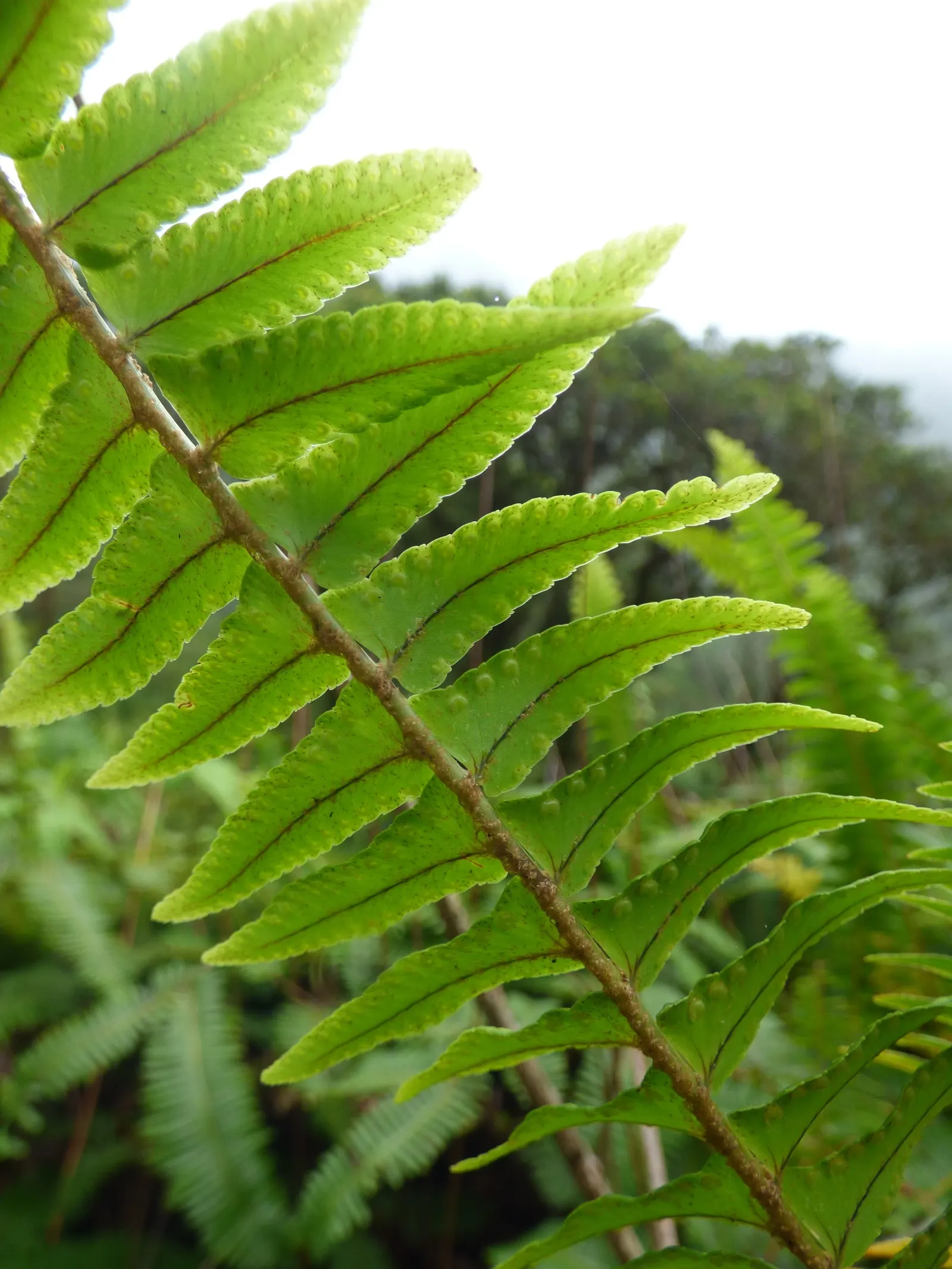 Tropical Sword Fern (Nephrolepis Exaltata) — creating a serene and tropical atmosphere within any garden design; allowing for a full-bodied, image 91