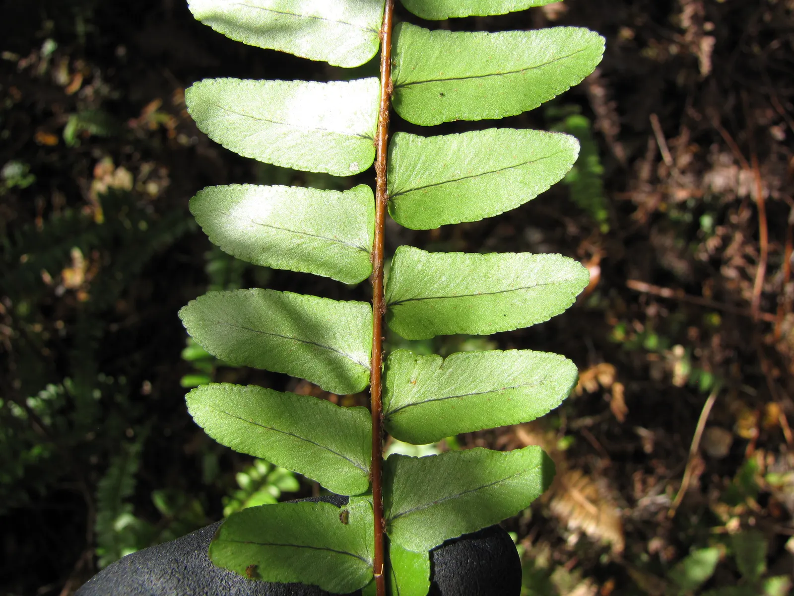 Tropical Sword Fern (Nephrolepis Exaltata) — or as a groundcover in shaded gardens; and is an excellent choice for ground cover or container planting