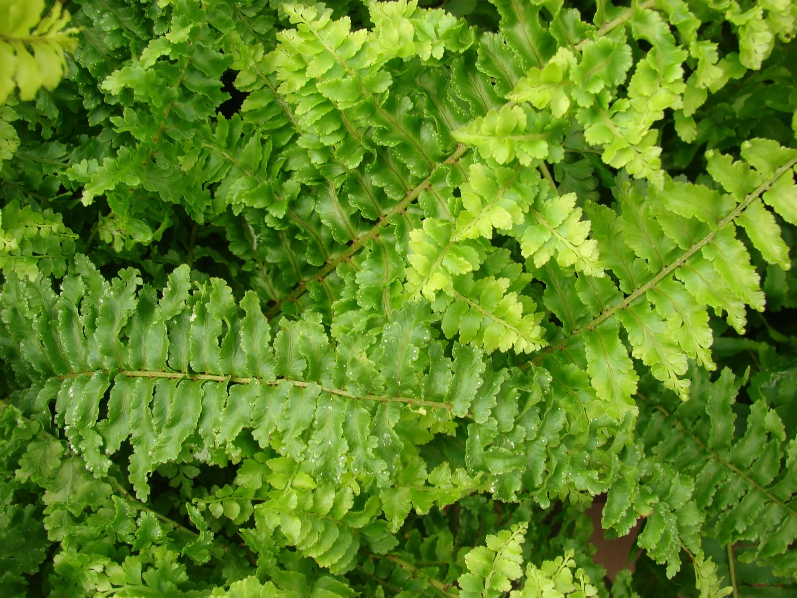 Tropical Sword Fern (Nephrolepis Exaltata) — is an evergreen perennial that enjoys widespread popularity in landscape design; or as a groundcover, image 56
