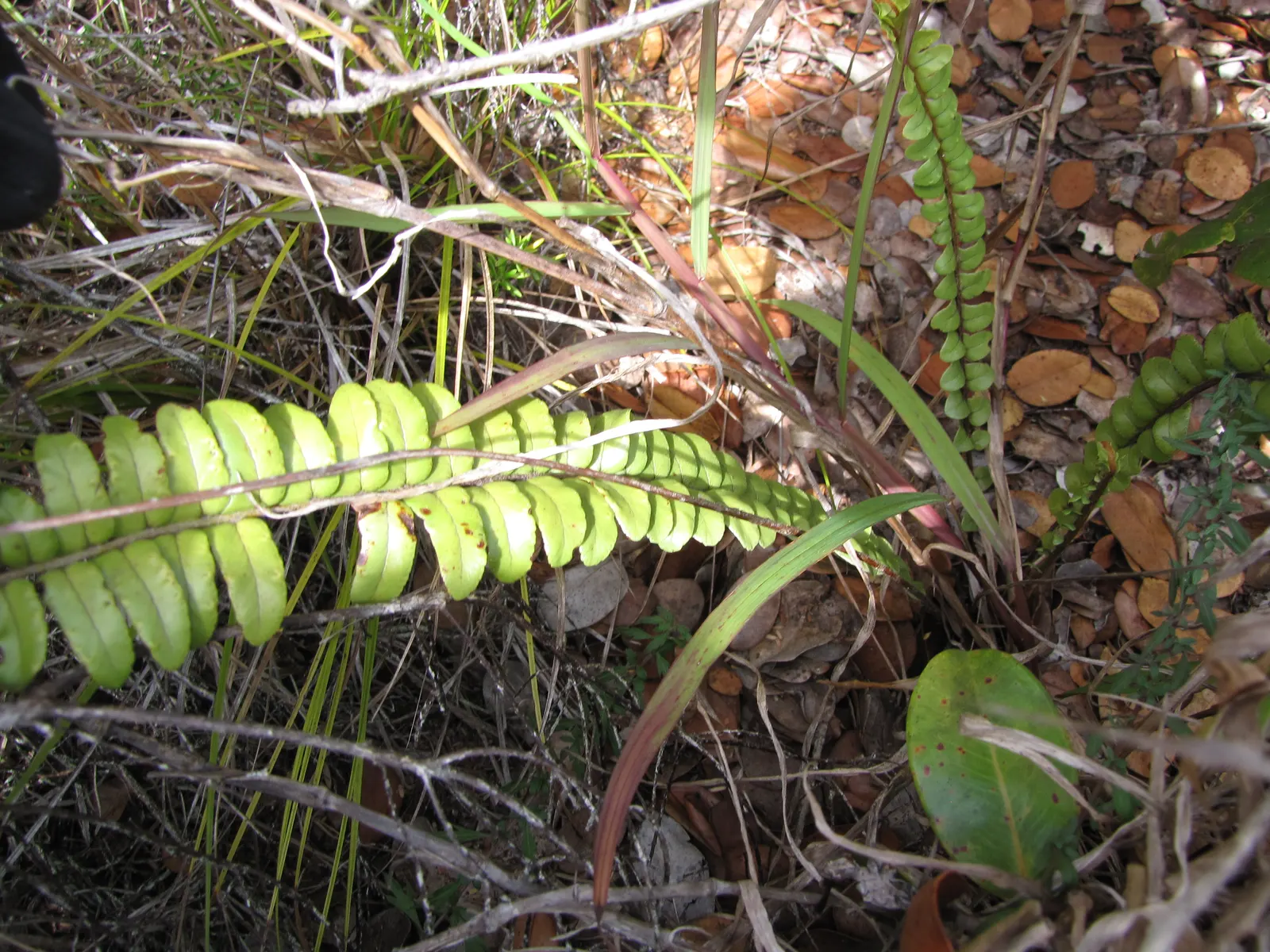 Tropical Sword Fern (Nephrolepis Exaltata) — which can grow to about 3 to 4 feet long; its long, arching fronds create dense tufts, ideal for, image 83