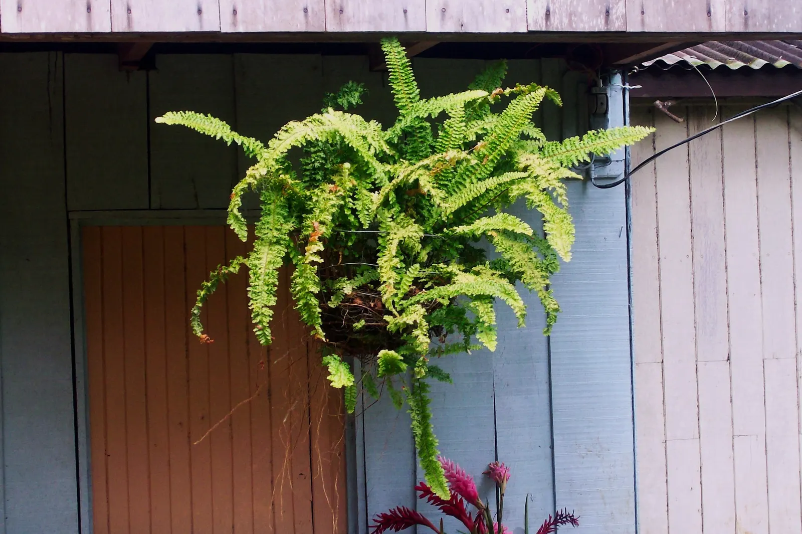 Tropical Sword Fern (Nephrolepis Exaltata) — With a hardiness range of USDA zones 9 to 11; the Tropical Sword Fern (Nephrolepis exaltata)