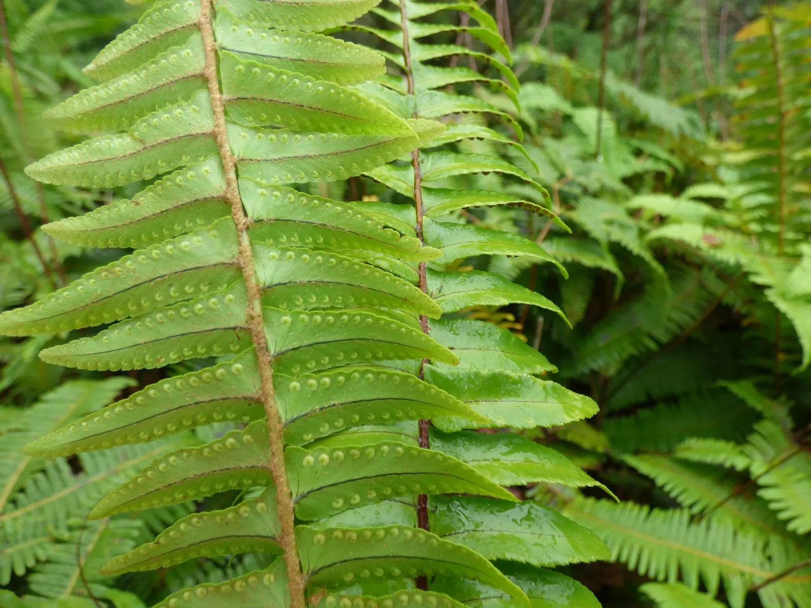 Tropical Sword Fern (Nephrolepis Exaltata) — It's not drought-tolerant and should thus be strategically placed in areas where it can be watered regularly