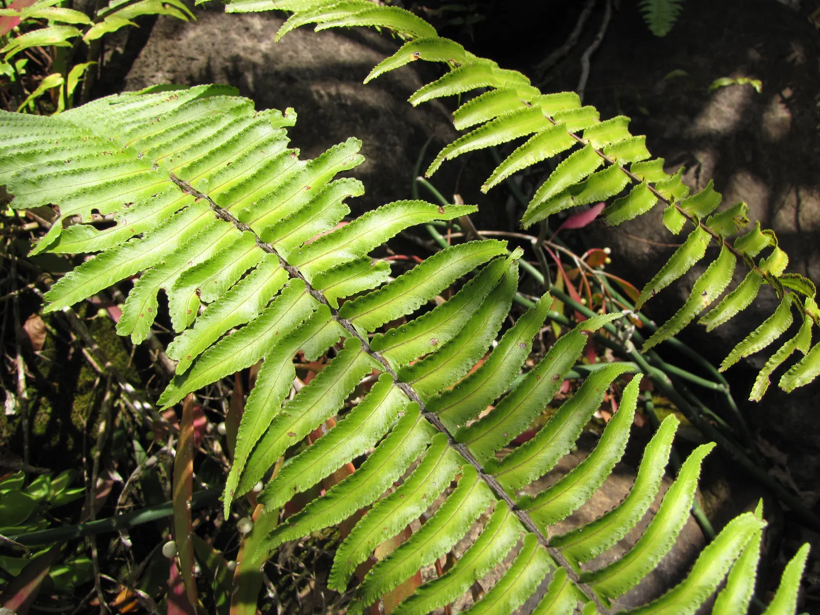 Tropical Sword Fern (Nephrolepis Exaltata) — commonly known as the Tropical Sword Fern; this fern thrives in moist, image 93