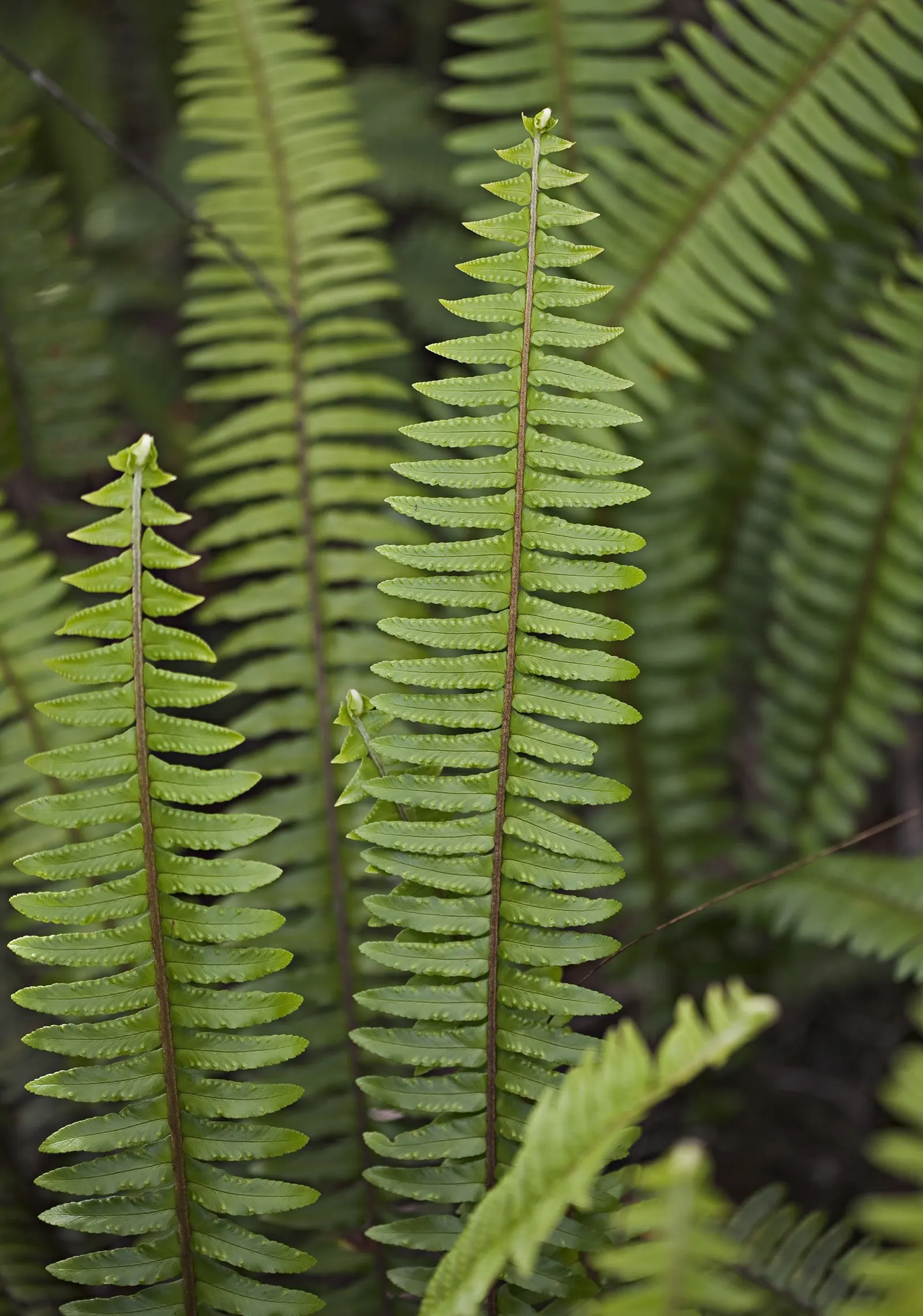 Tropical Sword Fern (Nephrolepis Exaltata) — allowing for a full-bodied appearance; consider its requirements for filtered light and regular, image 82
