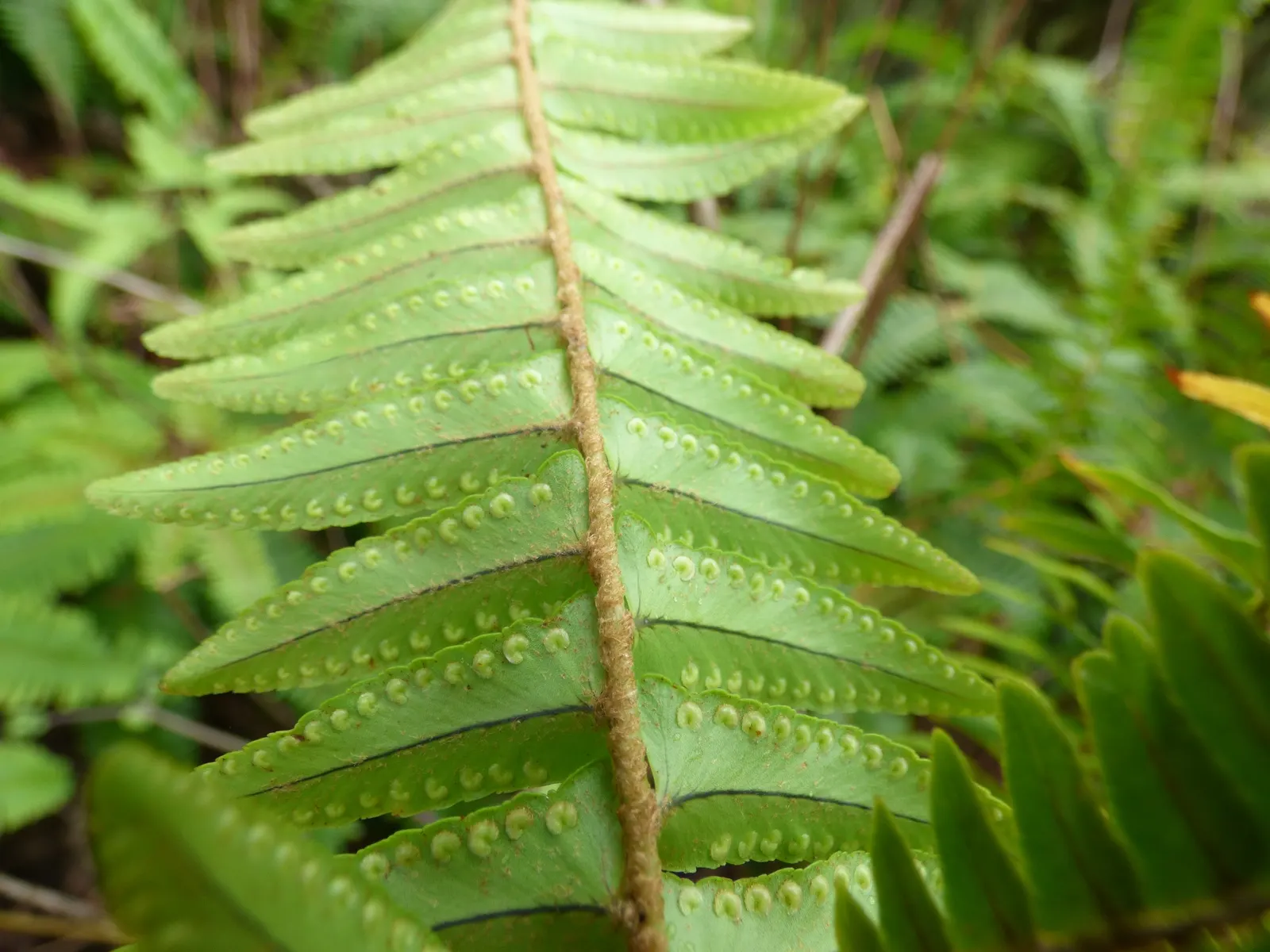 Tropical Sword Fern (Nephrolepis Exaltata) — creating a serene and tropical atmosphere within any garden design