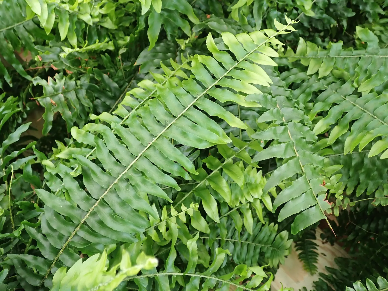 Tropical Sword Fern (Nephrolepis Exaltata) — Its long, arching fronds create dense tufts, ideal for providing lush, tropical texture in shaded areas