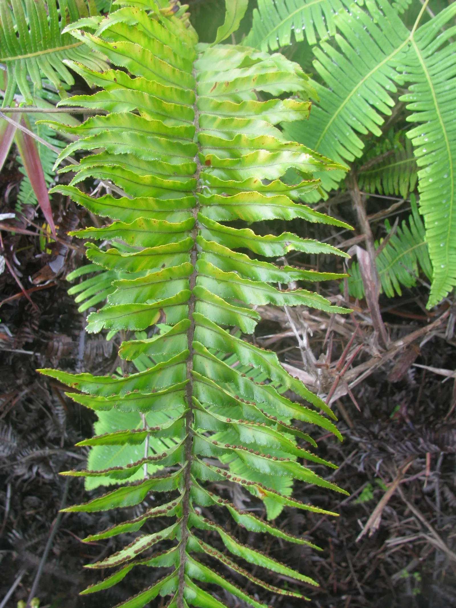 Tropical Sword Fern (Nephrolepis Exaltata) — is an evergreen perennial that enjoys widespread popularity in landscape design; or as a groundcover, image 79