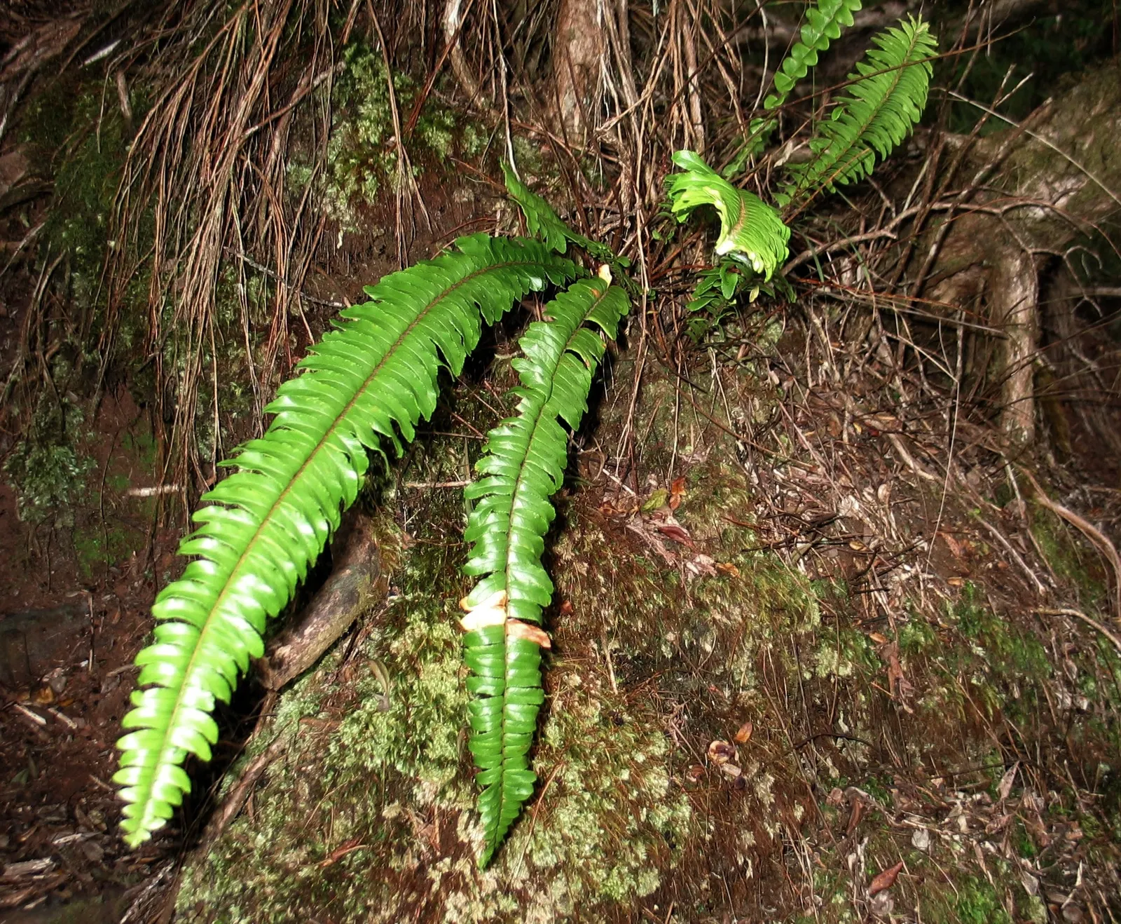 Tropical Sword Fern (Nephrolepis Exaltata) — Its long, arching fronds create dense tufts, ideal for providing lush, tropical texture in shaded, image 49