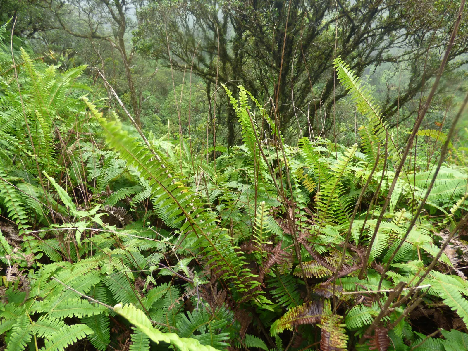 Tropical Sword Fern (Nephrolepis Exaltata) — is an evergreen perennial that enjoys widespread popularity in landscape design