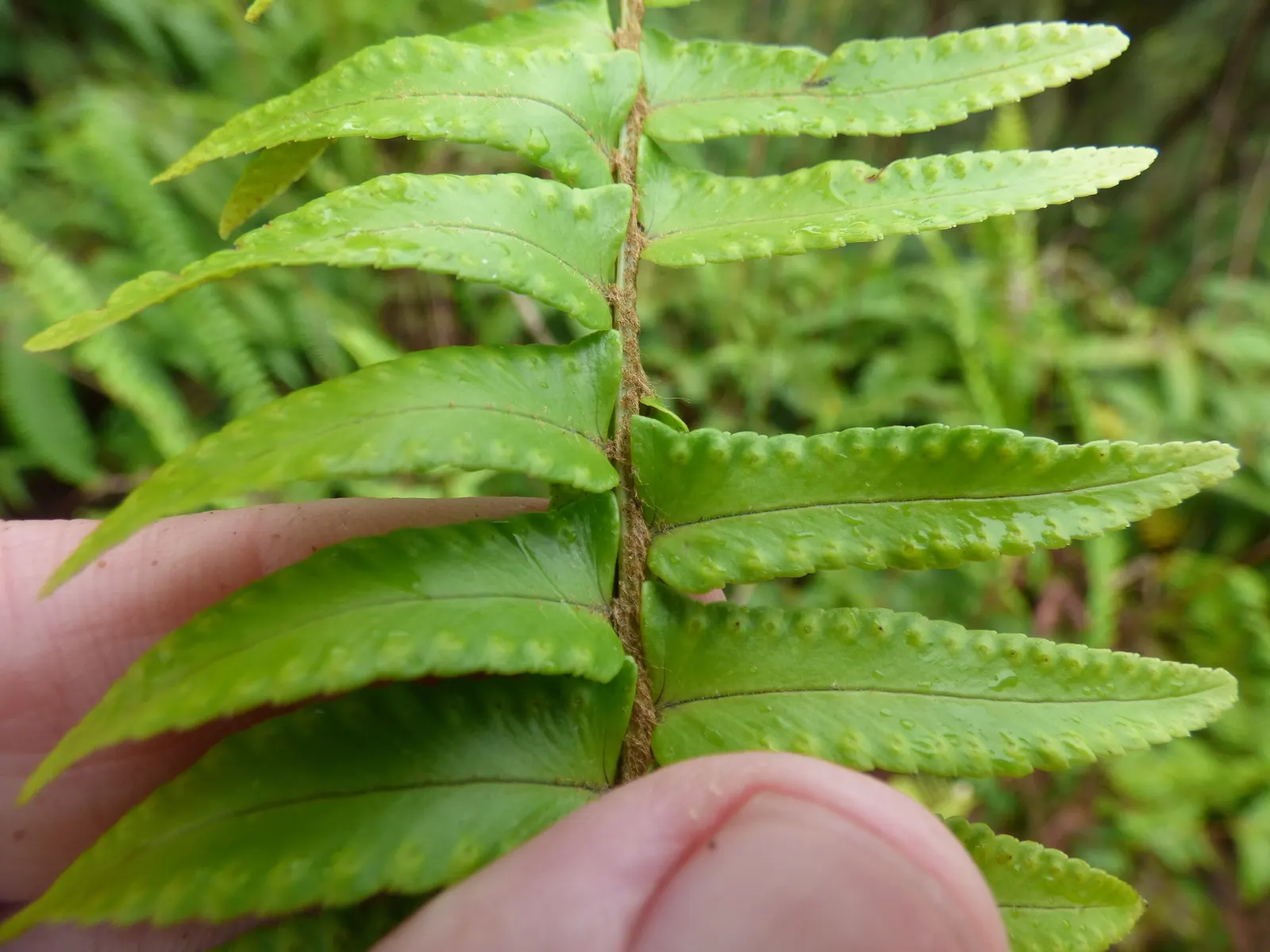 Tropical Sword Fern (Nephrolepis Exaltata) — consider its requirements for filtered light and regular watering; is evenly spaced along the rachis (the central