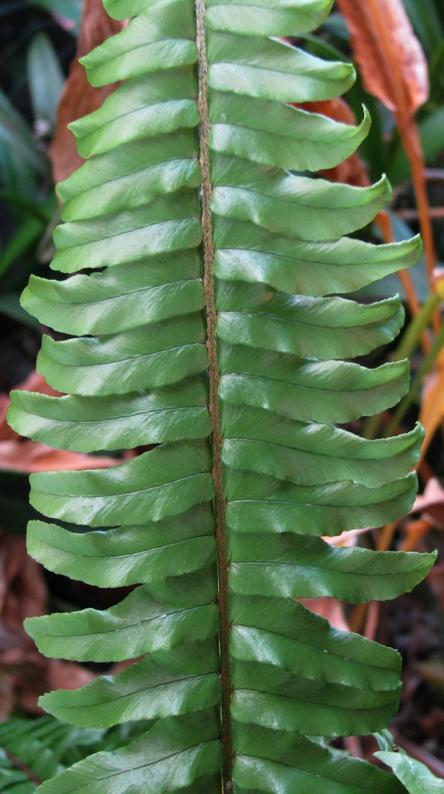 Tropical Sword Fern (Nephrolepis Exaltata) — which can grow to about 3 to 4 feet long; its long, arching fronds create dense tufts, ideal for, image 60