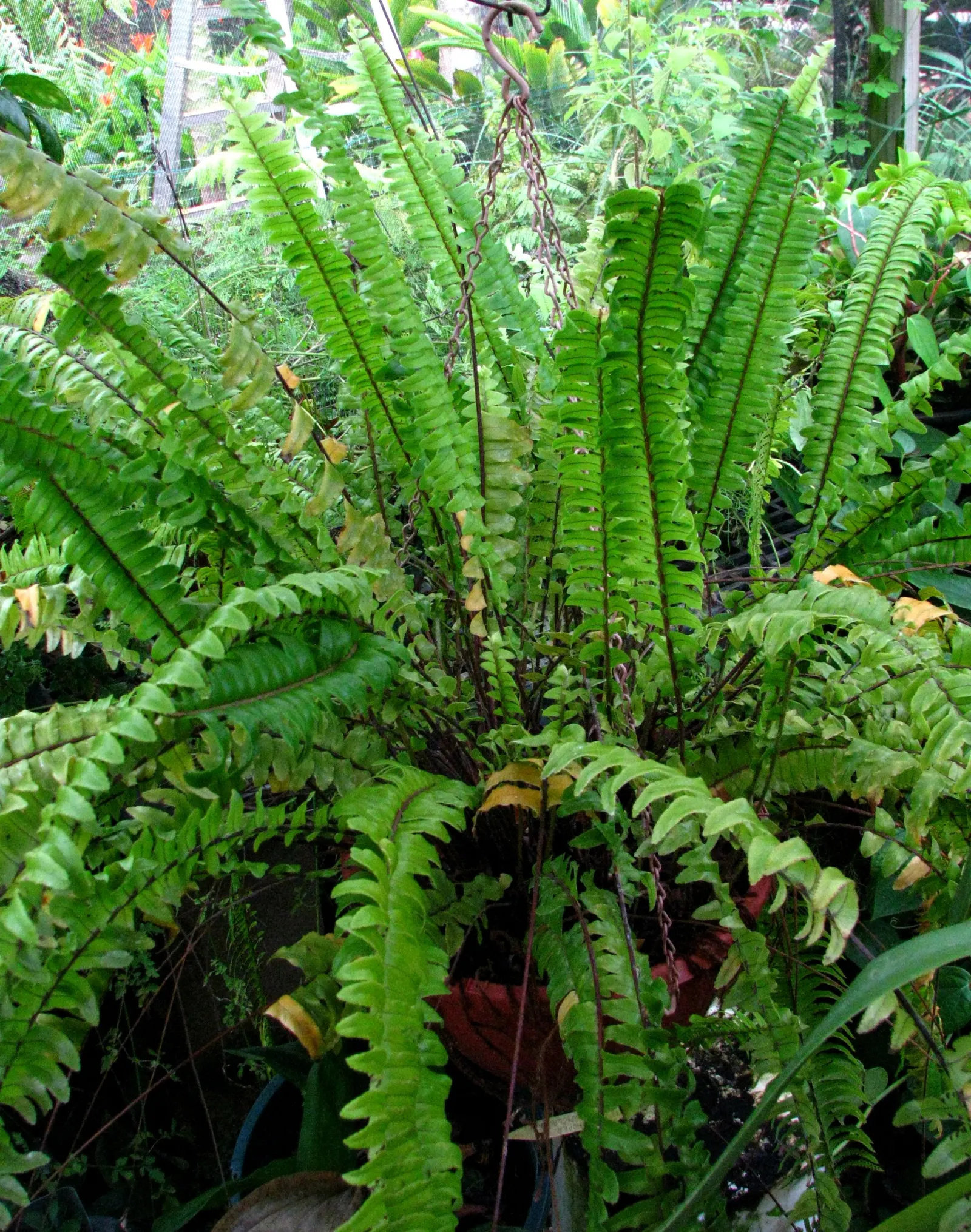 Tropical Sword Fern (Nephrolepis Exaltata) — or as a groundcover in shaded gardens; and is an excellent choice for ground cover or container, image 67