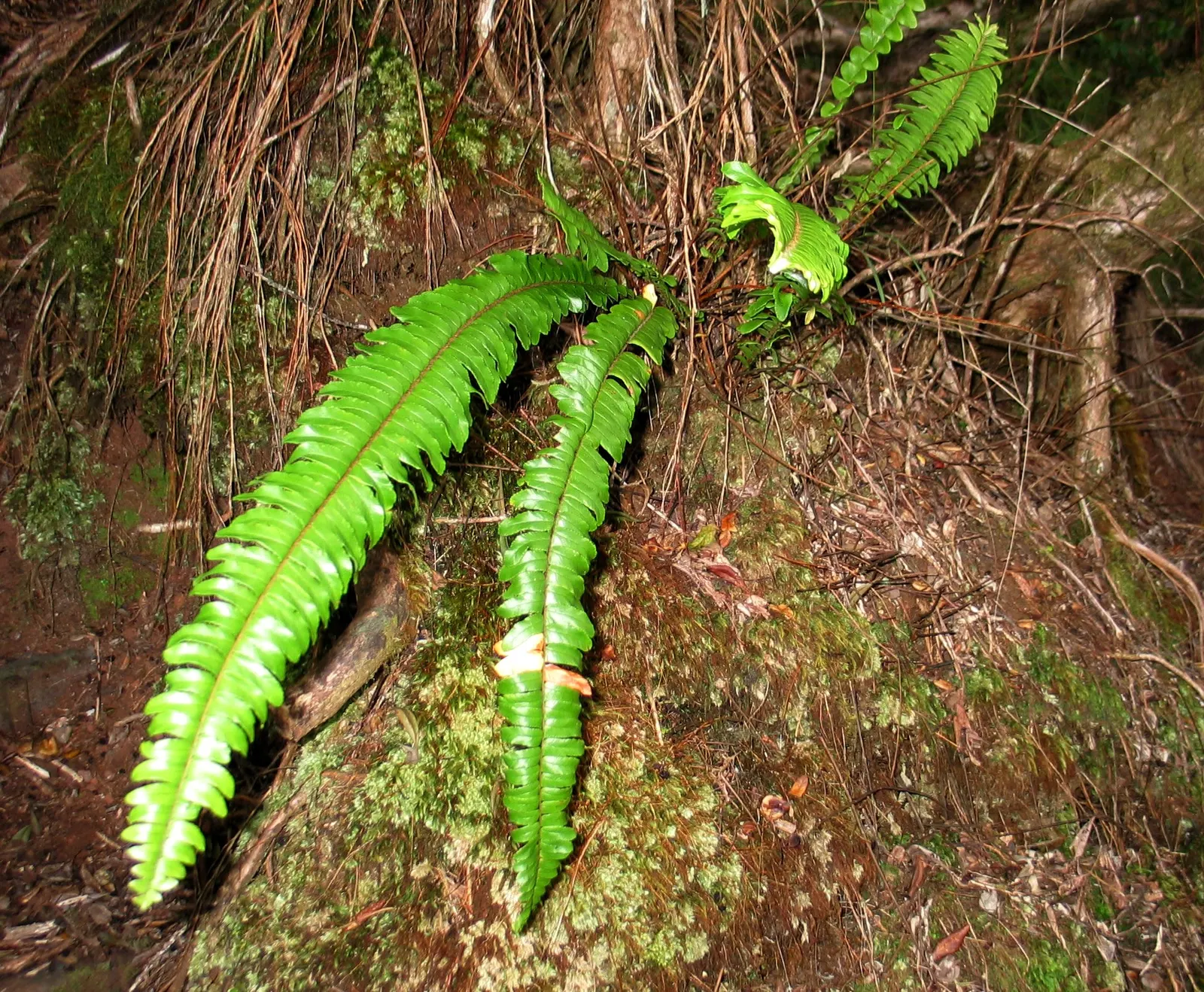 Tropical Sword Fern (Nephrolepis Exaltata) — further adding to its symmetrical appeal.<br><br>For optimal health; it's not drought-tolerant and, image 85