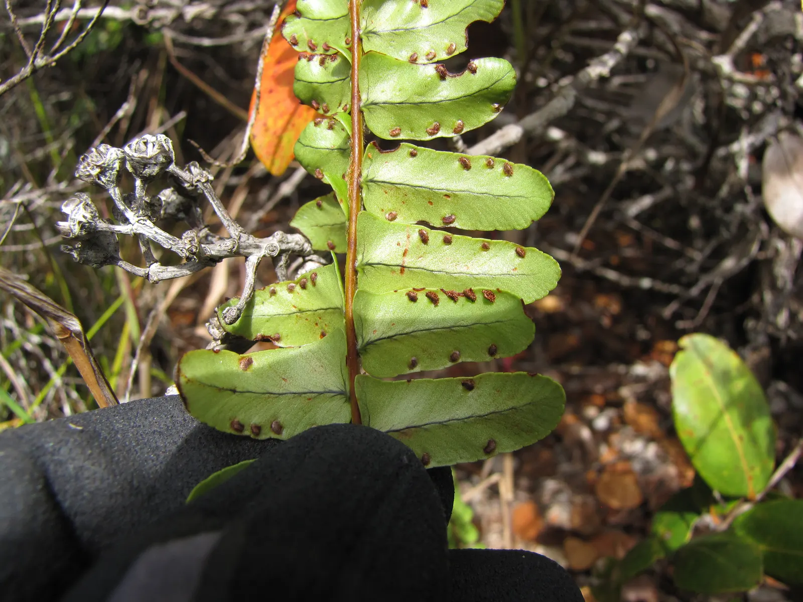 Tropical Sword Fern (Nephrolepis Exaltata) — commonly known as the Tropical Sword Fern