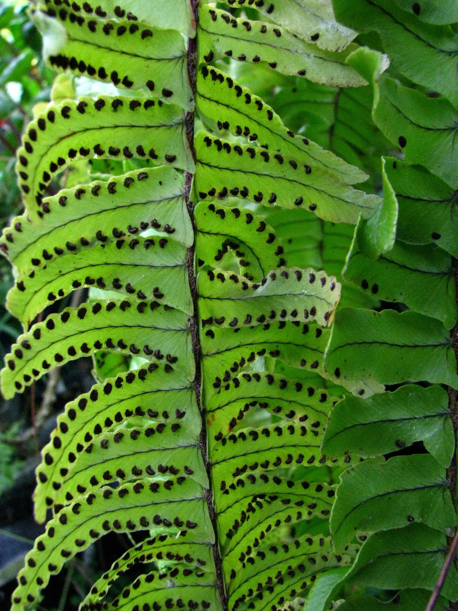 Tropical Sword Fern (Nephrolepis Exaltata) — well-drained soil with partial to full shade; commonly known as the Boston Fern, image 74