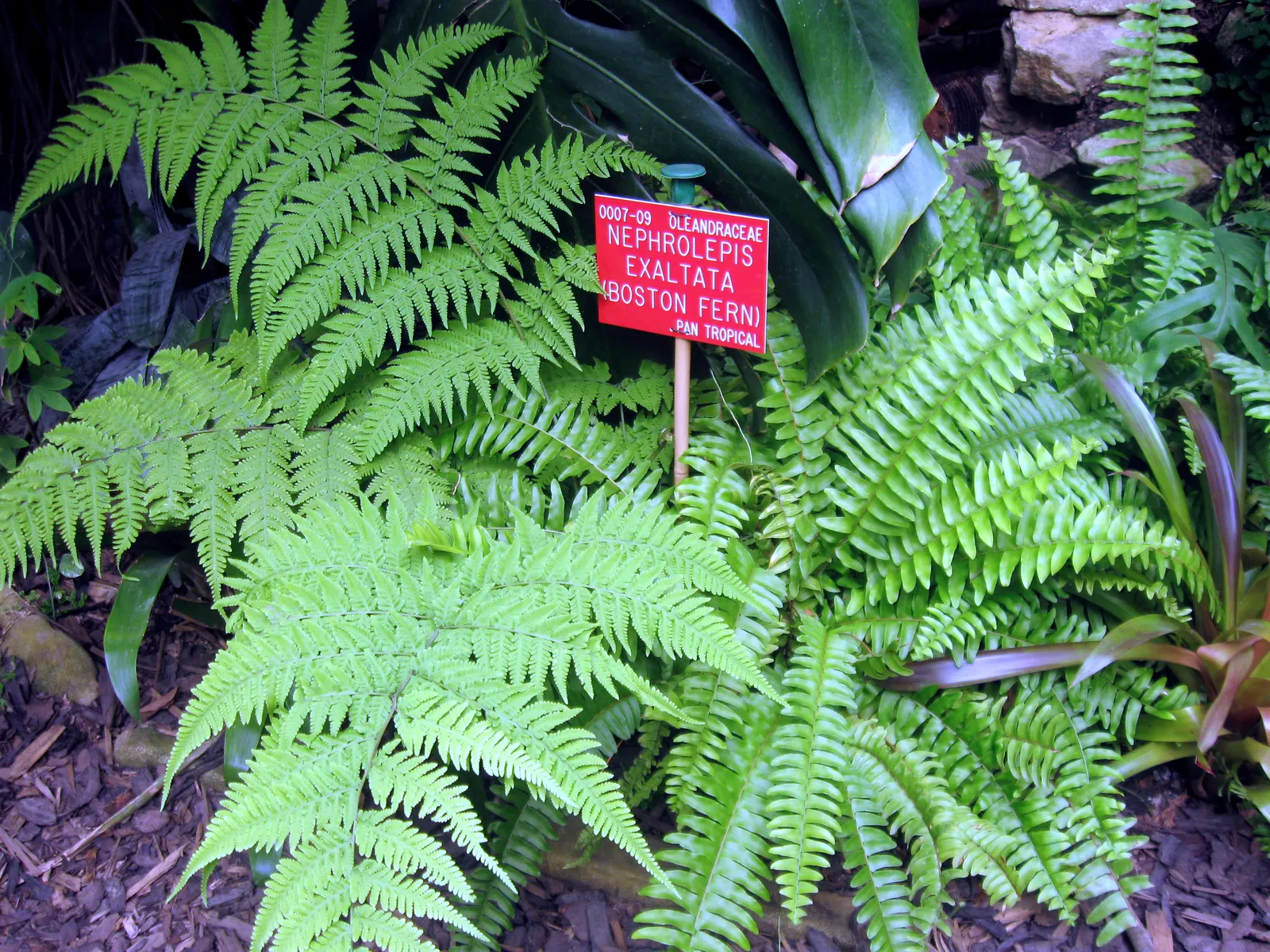 Tropical Sword Fern (Nephrolepis Exaltata) — particularly for its lush and arching fronds that can add a touch of elegance to any garden setting