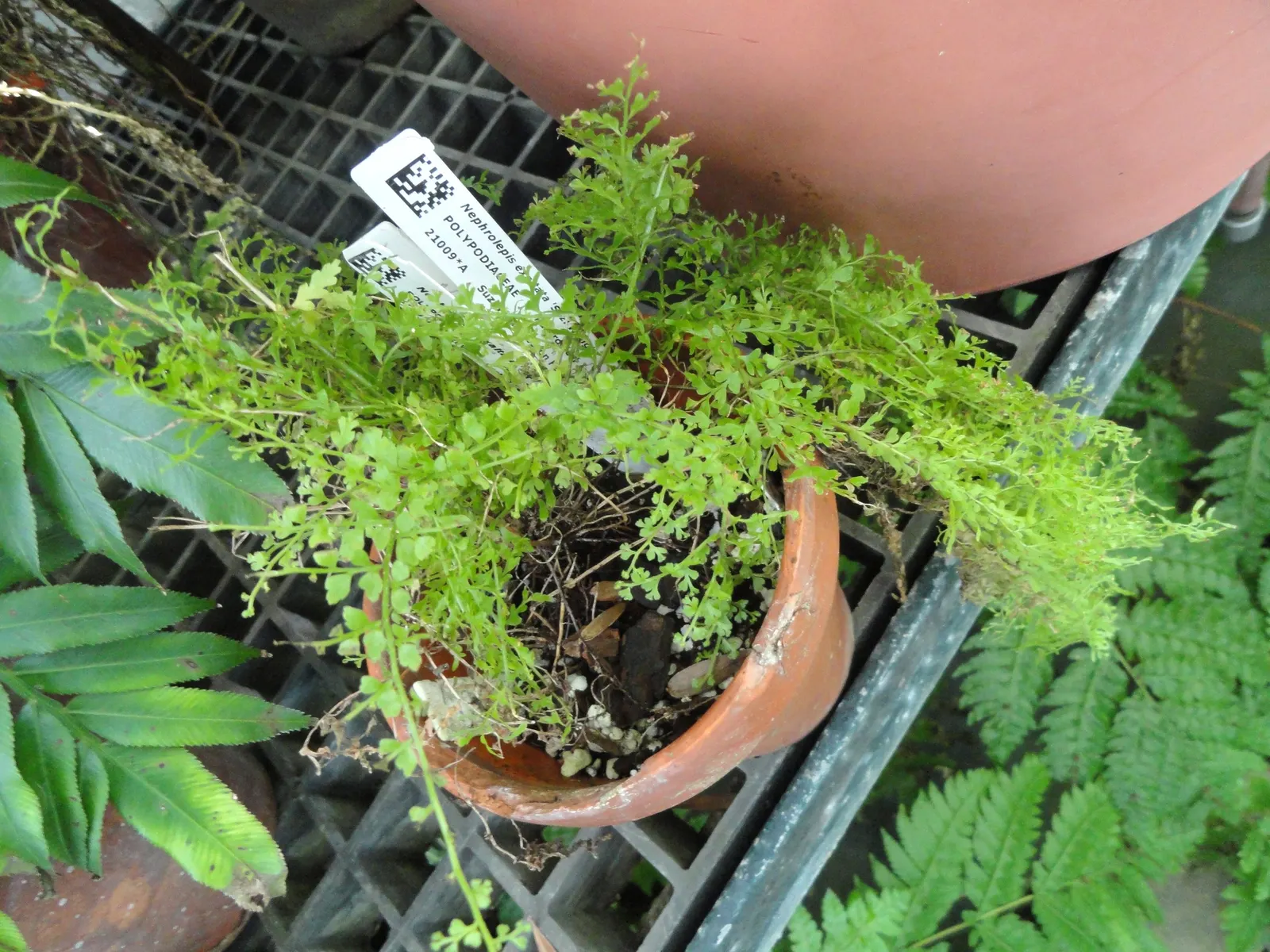 Tropical Sword Fern (Nephrolepis Exaltata) — is evenly spaced along the rachis (the central stem of the frond)