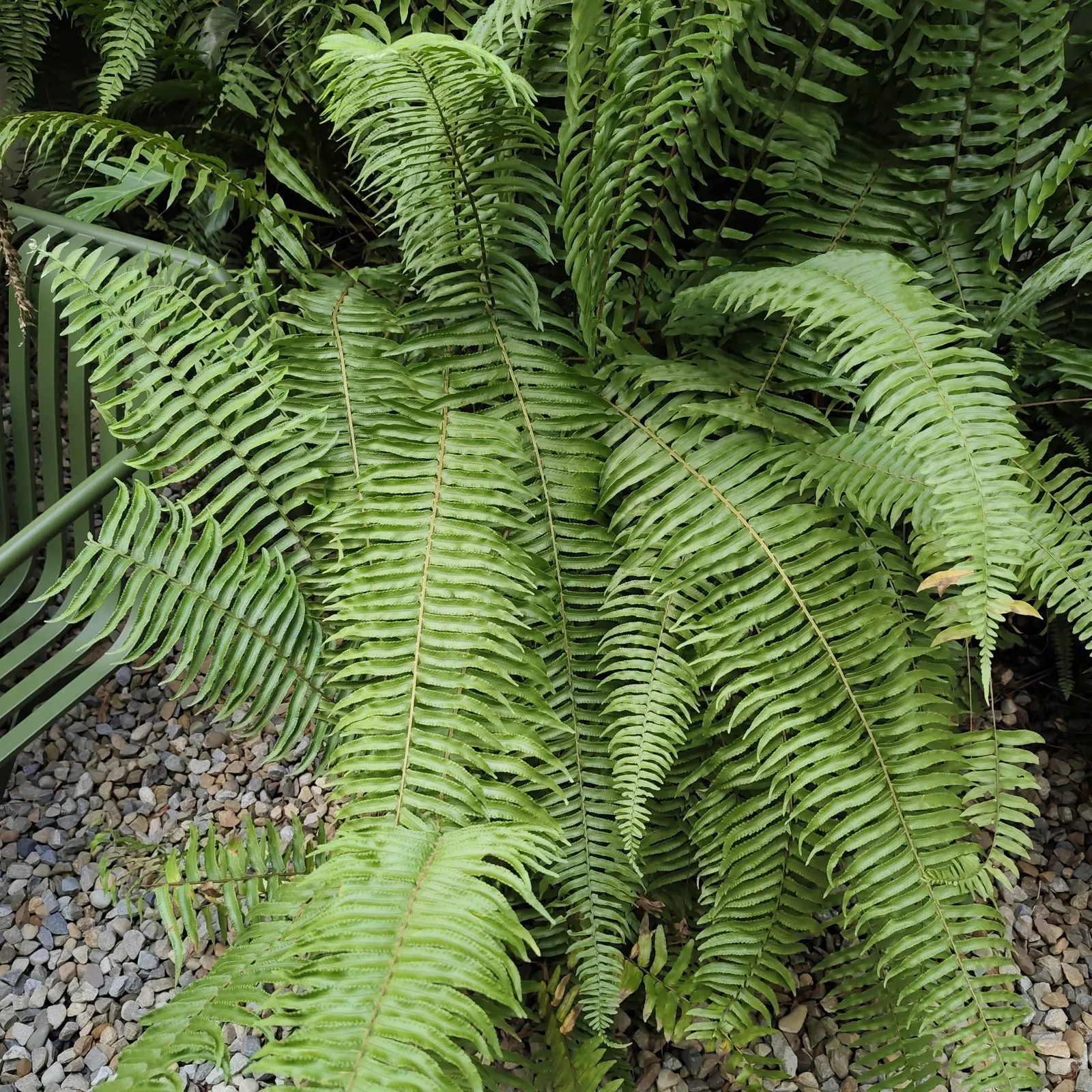 Tropical Sword Fern (Nephrolepis Exaltata) — which can grow to about 3 to 4 feet long; its long, arching fronds create dense tufts, ideal for providing lush