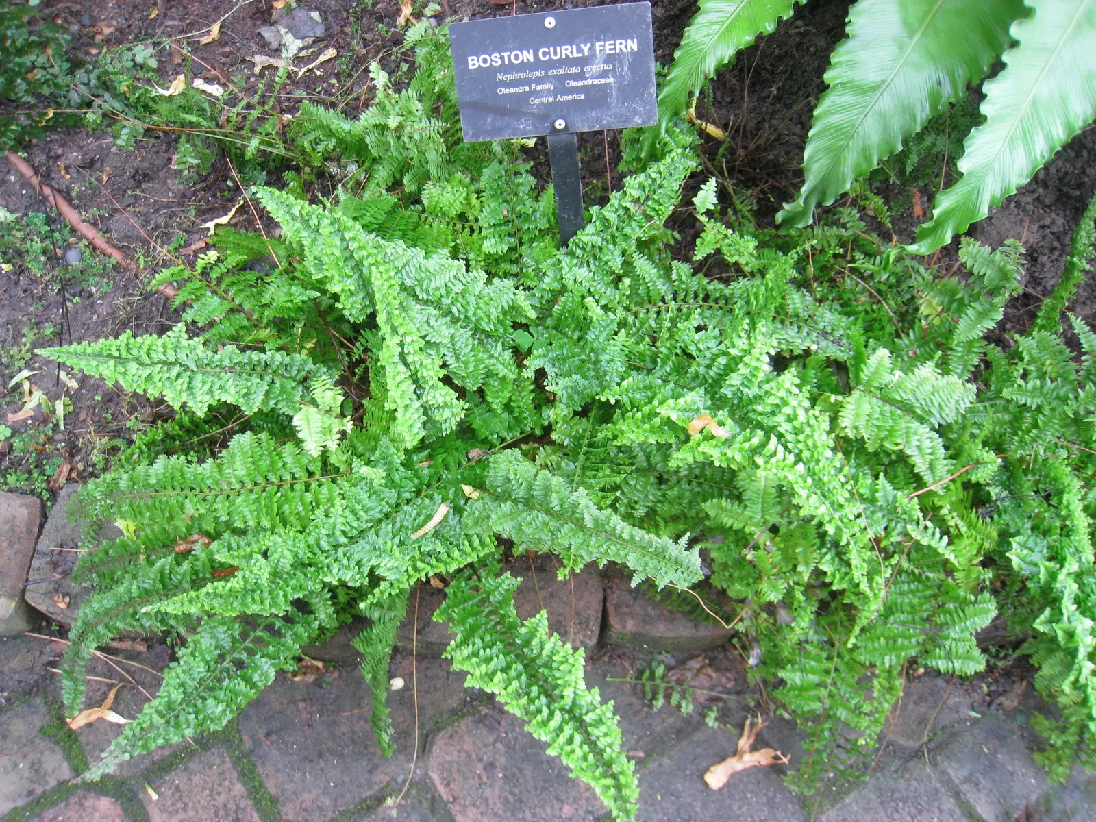 Tropical Sword Fern (Nephrolepis Exaltata) — this fern thrives in moist; is an evergreen perennial fern reaching 3-4 feet in height/width