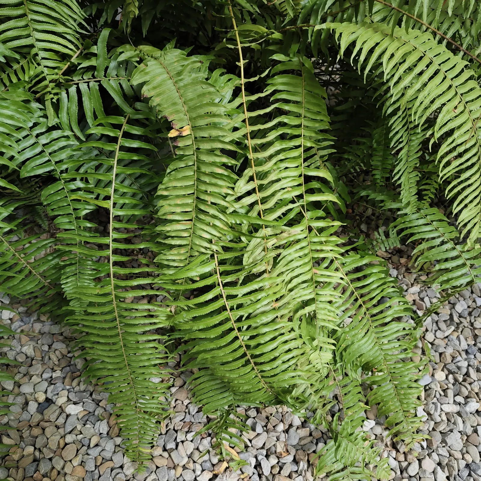 Tropical Sword Fern (Nephrolepis Exaltata) — well-drained soil with partial to full shade; commonly known as the Boston Fern