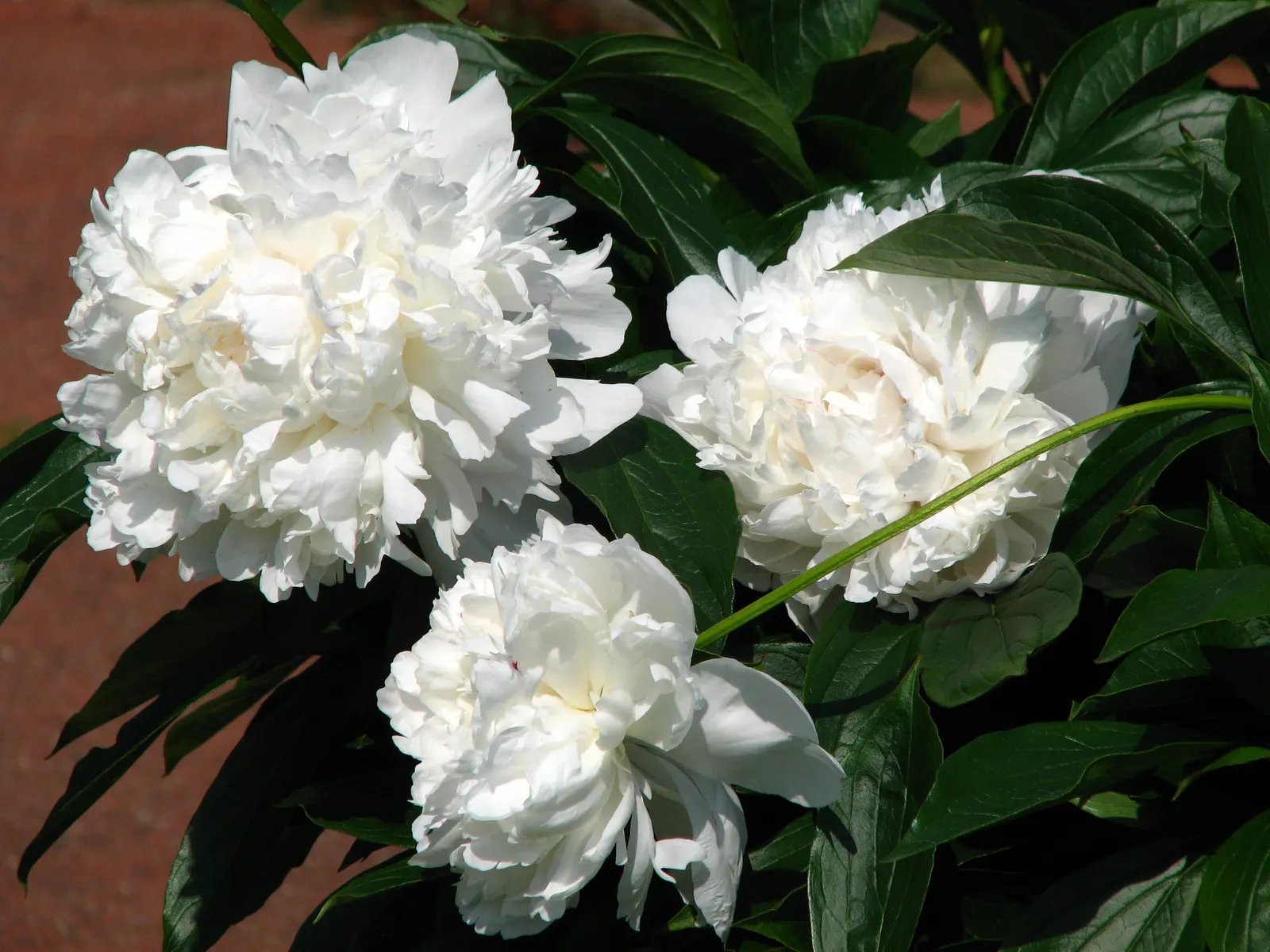 Festiva Maxima Peony (Paeonia 'Festiva Maxima') — Its creamy white petals are intermixed with crimson flecks at the center, exuding a sweet fragrance