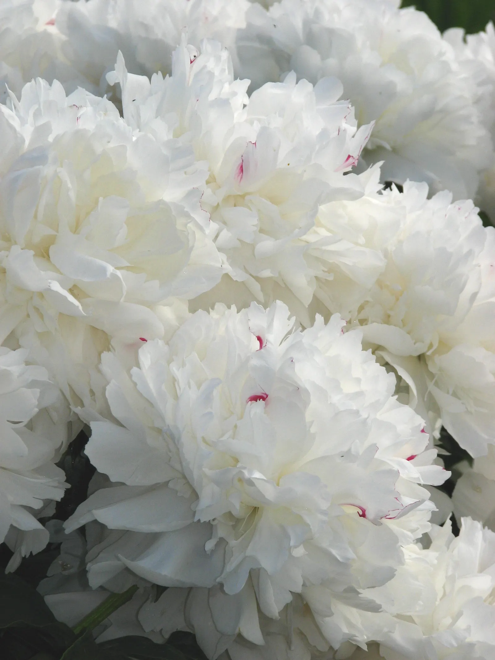 Festiva Maxima Peony (Paeonia 'Festiva Maxima') — Hardy in USDA zones 3 to 8, it adds timeless elegance to any garden