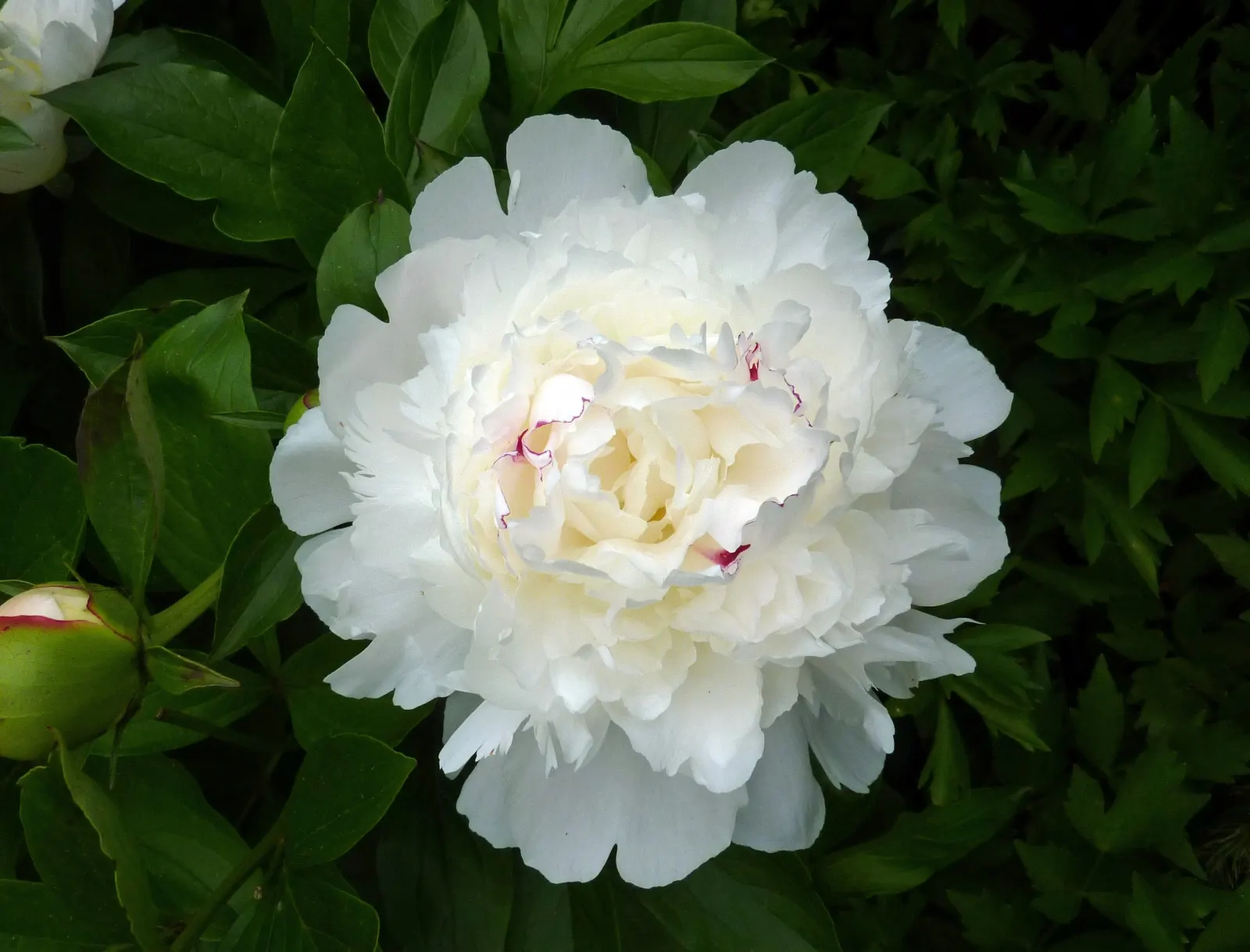 Festiva Maxima Peony (Paeonia 'Festiva Maxima') — The 'Festiva Maxima' Peony is a cherished perennial