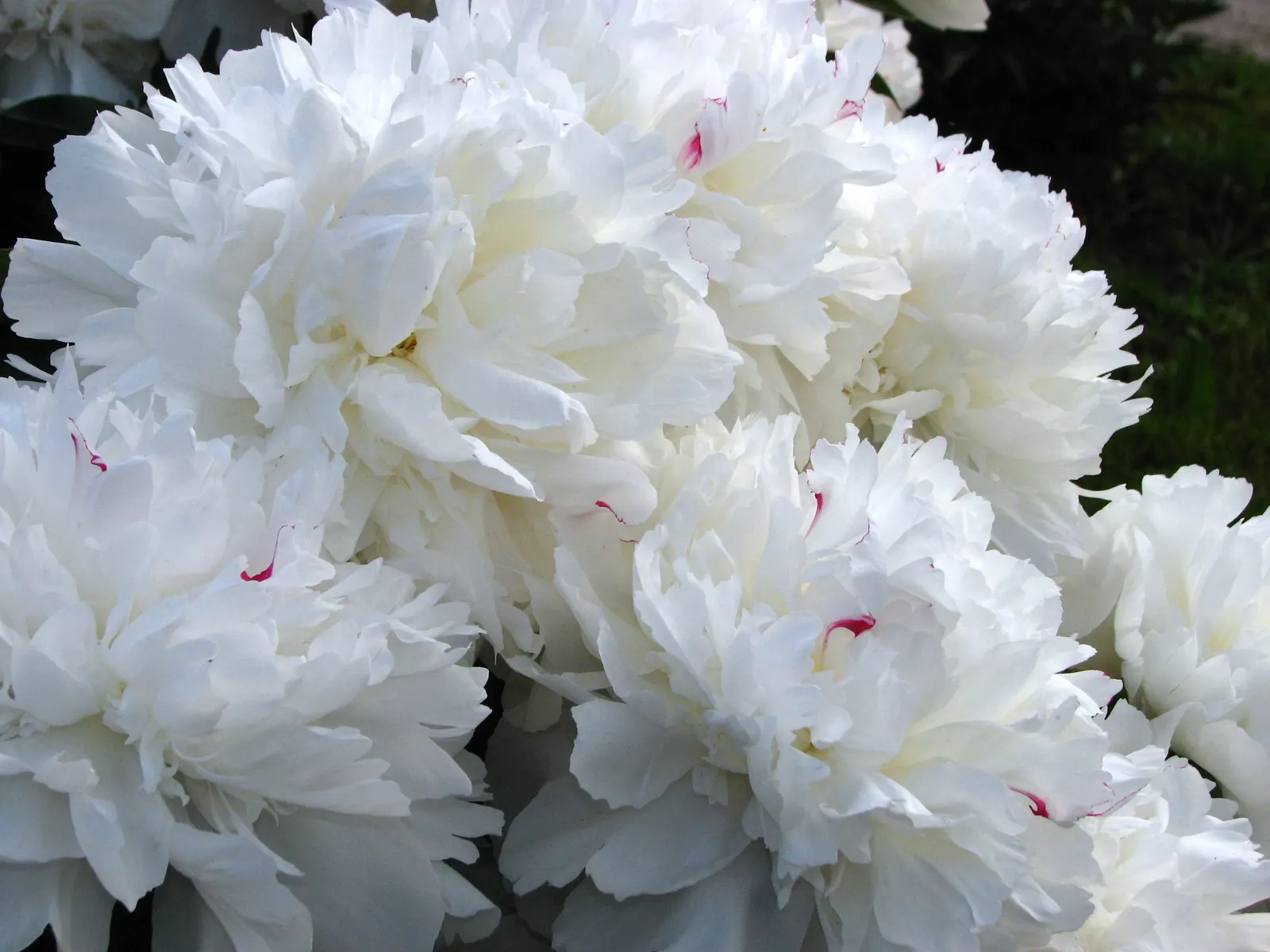 Festiva Maxima Peony (Paeonia 'Festiva Maxima') — this peony blooms in late spring and prefers full sun to partial shade