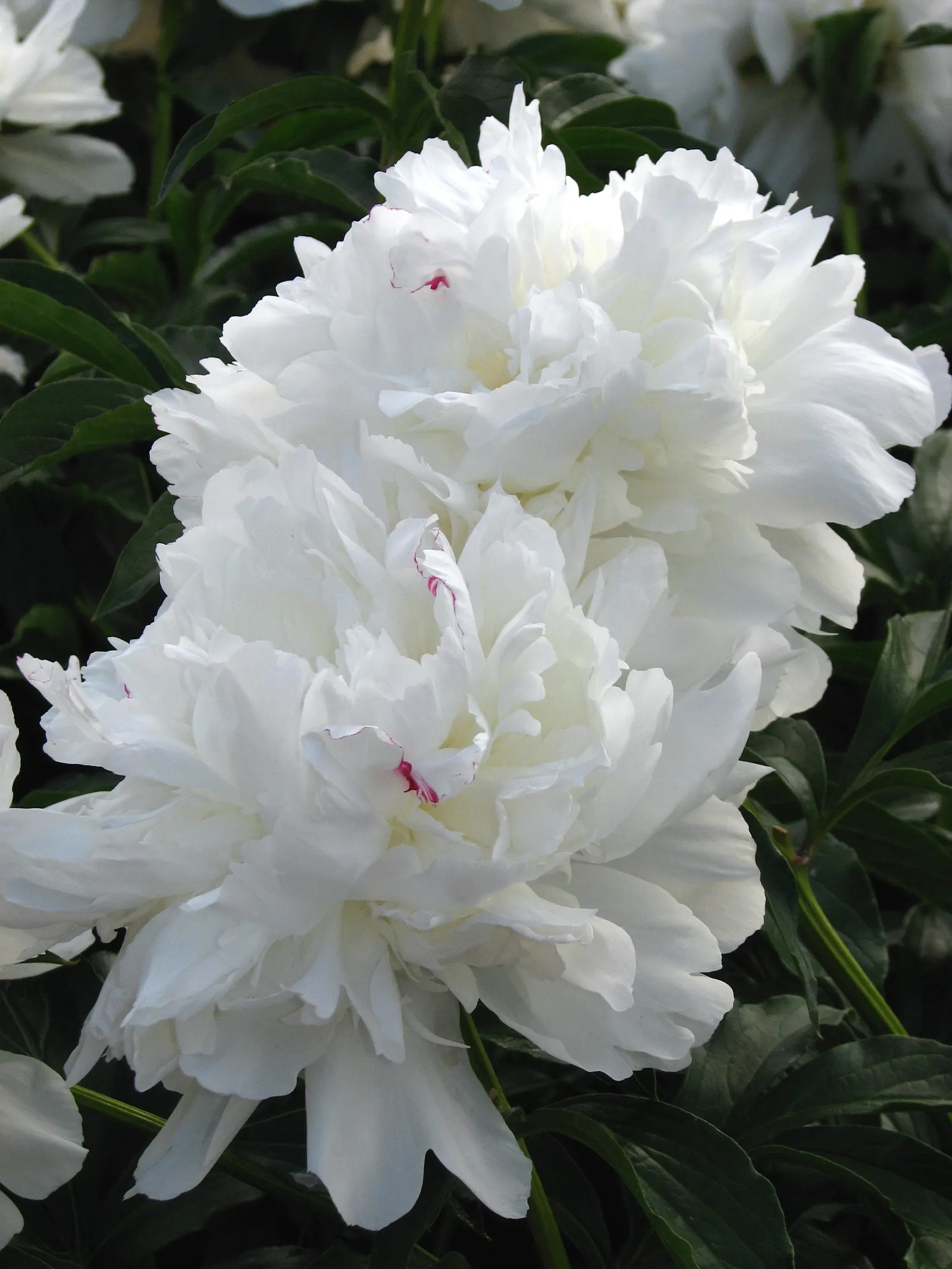 Festiva Maxima Peony (Paeonia 'Festiva Maxima') — ruffled double blossoms up to 8 inches wide