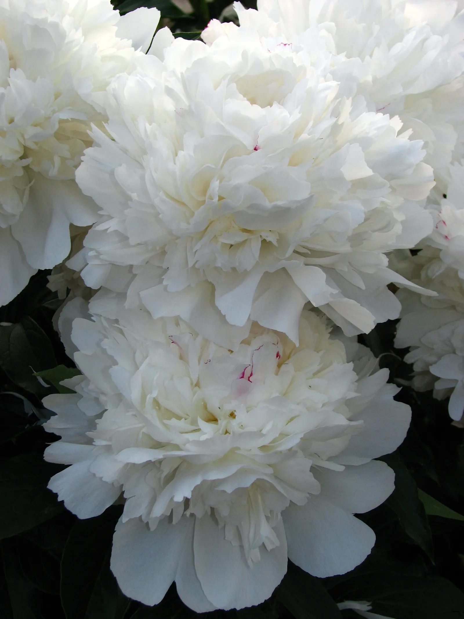 Festiva Maxima Peony (Paeonia 'Festiva Maxima') — With a height of 2.5 to 3 feet and a similar spread
