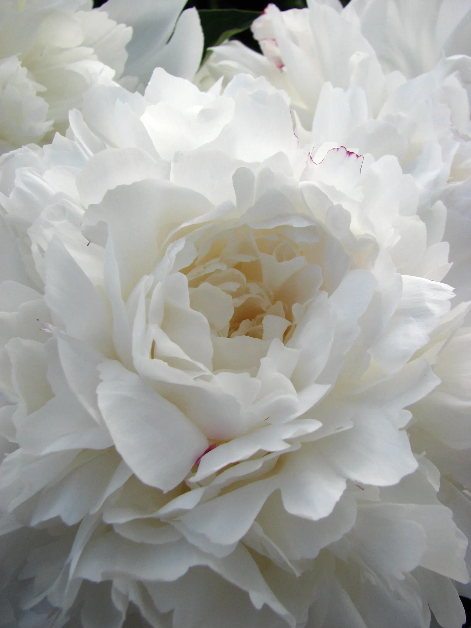 Festiva Maxima Peony (Paeonia 'Festiva Maxima') — commonly referred to as Festiva Maxima Peony
