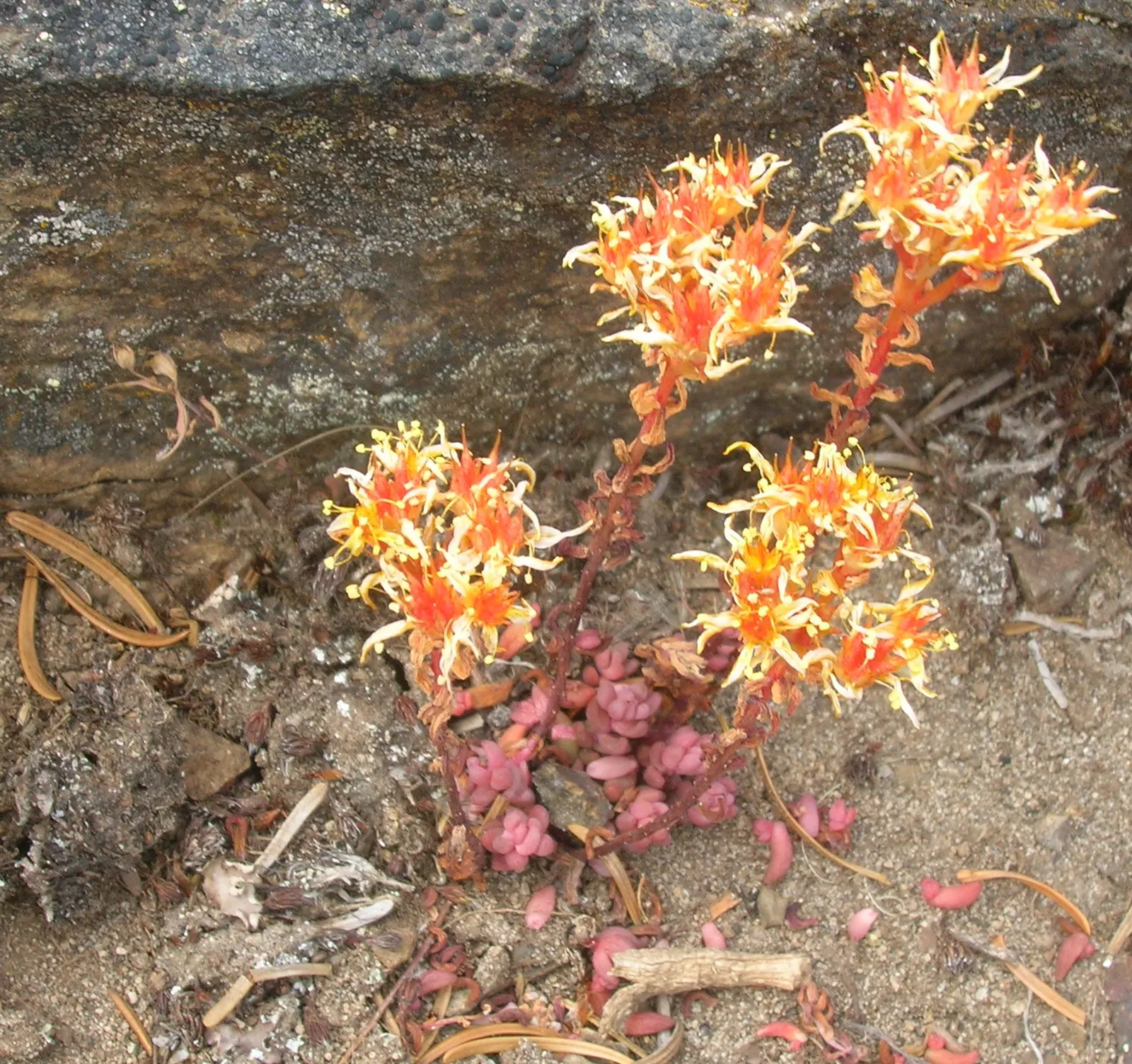 Cascade Stonecrop (Sedum Divergens) — The Cascade Stonecrop, Sedum divergens, is an evergreen, succulent groundcover thriving in USDA zones 4-9