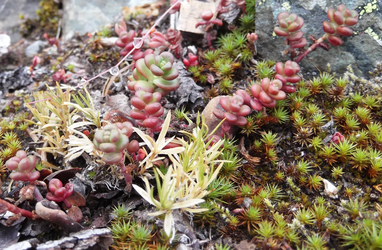 Cascade Stonecrop (Sedum Divergens) — low-maintenance greenery to your landscaping design