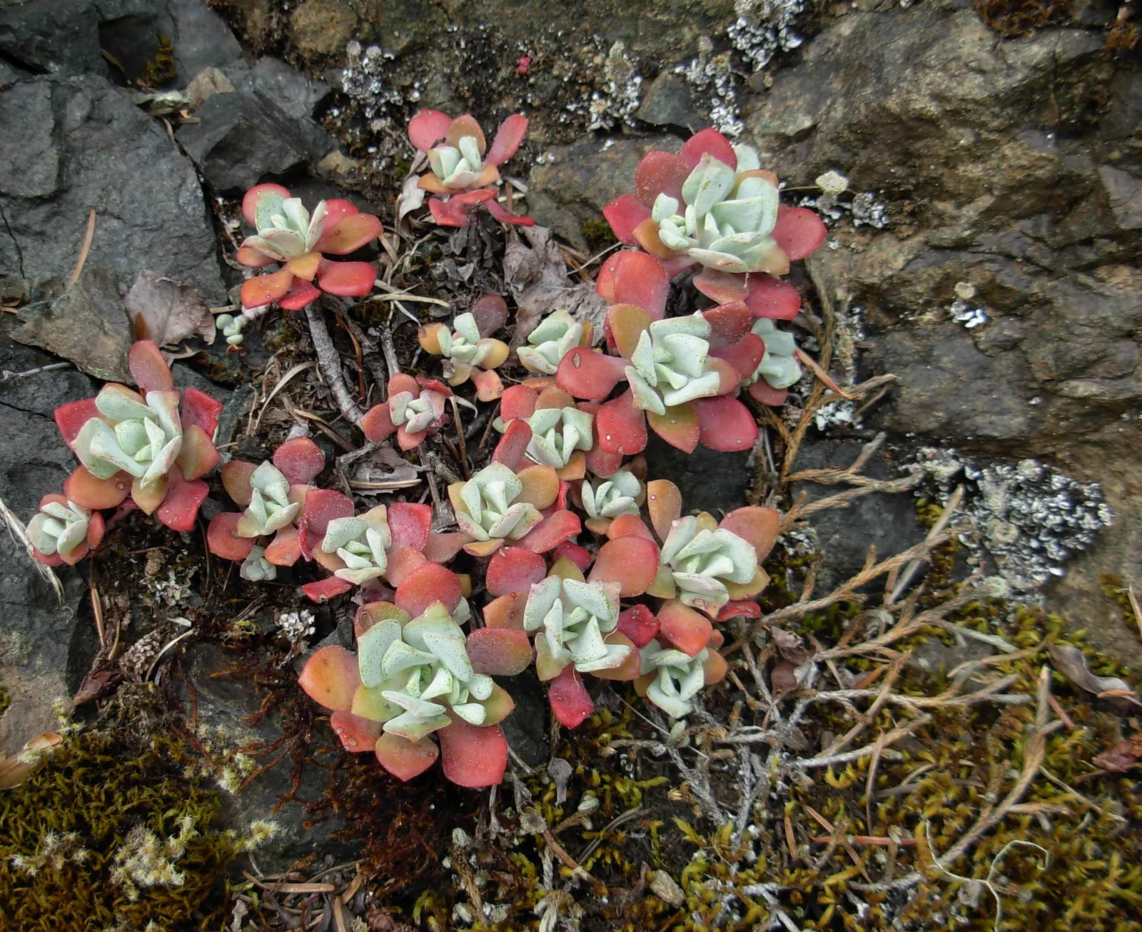 Cascade Stonecrop (Sedum Divergens) — making it a versatile choice for low-maintenance landscapes