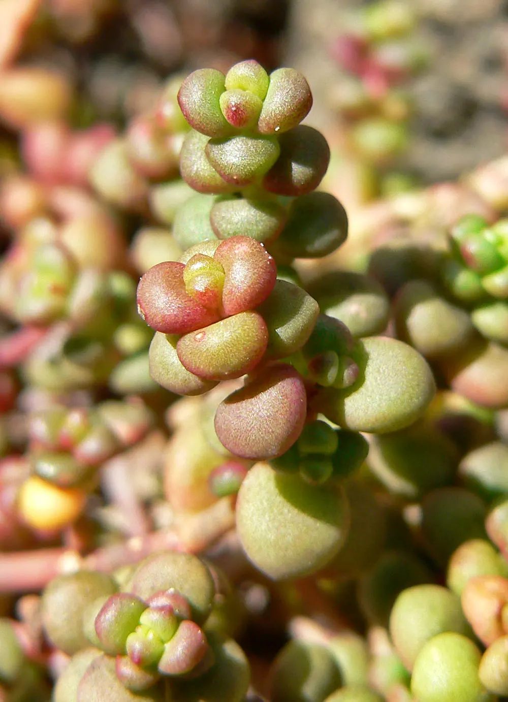 Cascade Stonecrop (Sedum Divergens) — Excellent for rock gardens