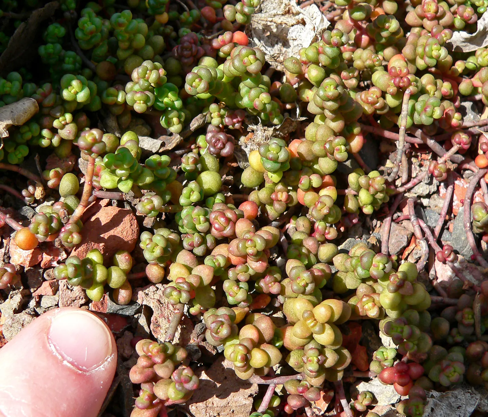 Cascade Stonecrop (Sedum Divergens) — this resilient plant offers vibrant textures