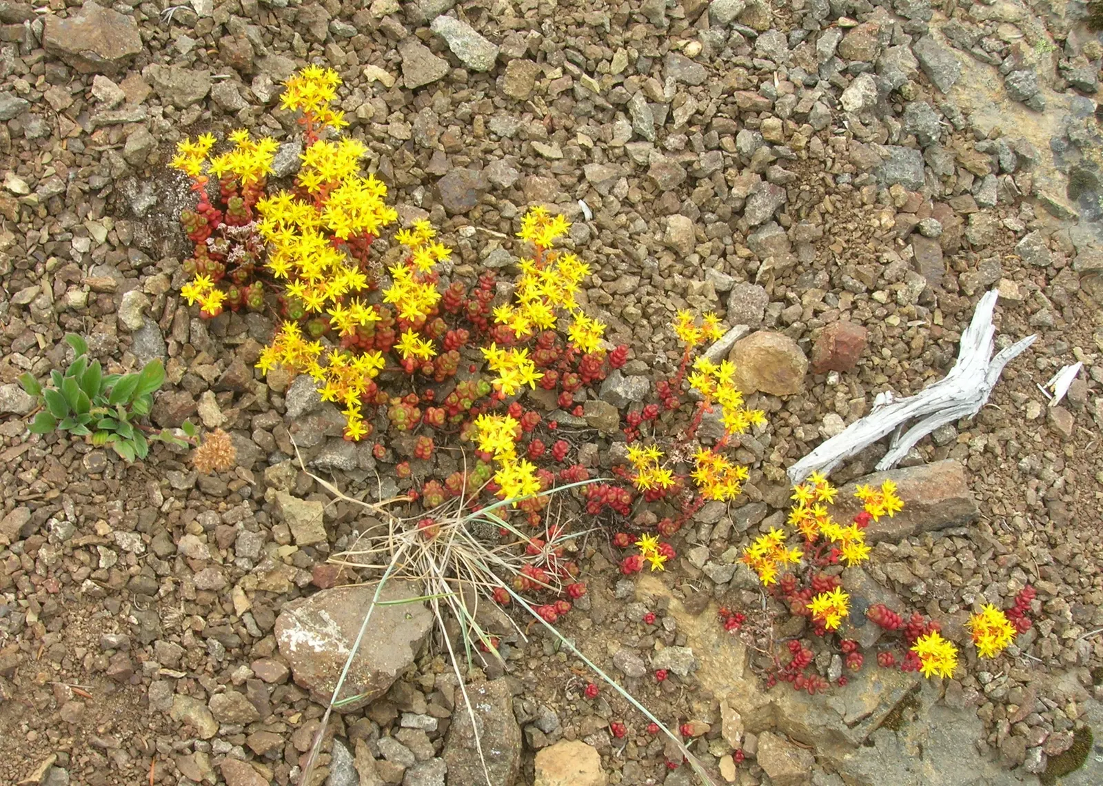 Cascade Stonecrop (Sedum Divergens) — and grows to 4 inches in height