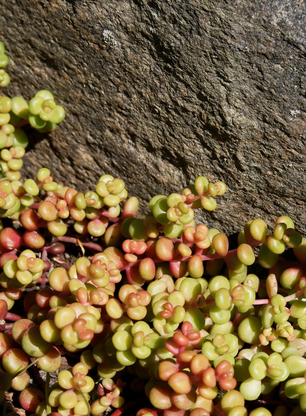 Cascade Stonecrop (Sedum Divergens) — is a resilient and versatile succulent that presents itself as an excellent choice for adding robust