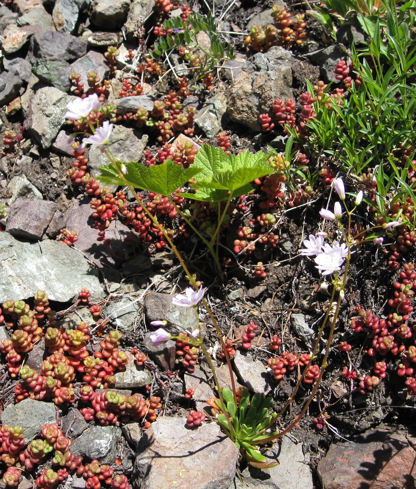 Cascade Stonecrop (Sedum Divergens) — Native to the mountainous regions of the Pacific Northwest