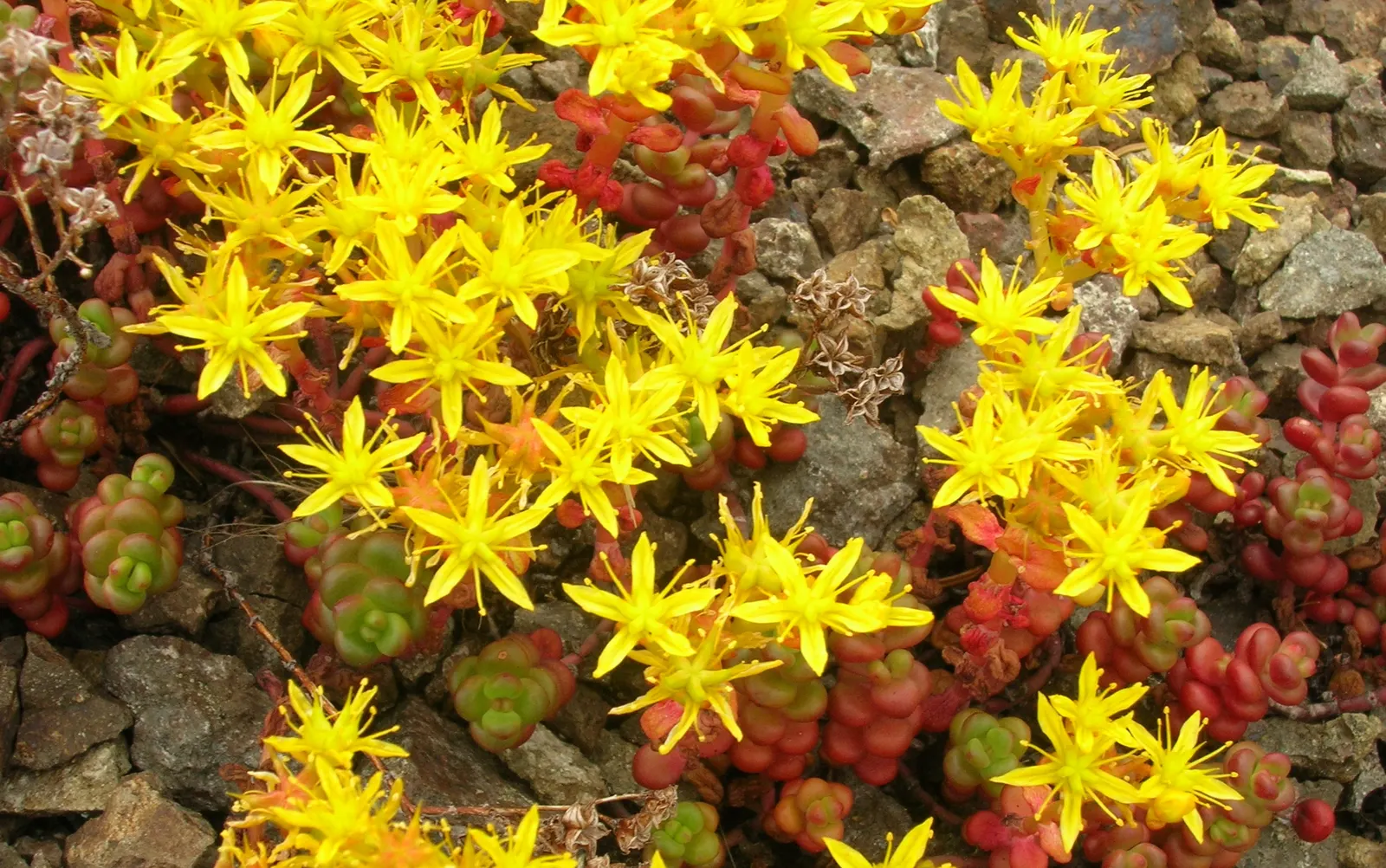 Cascade Stonecrop (Sedum Divergens) — scientifically known as Sedum divergens