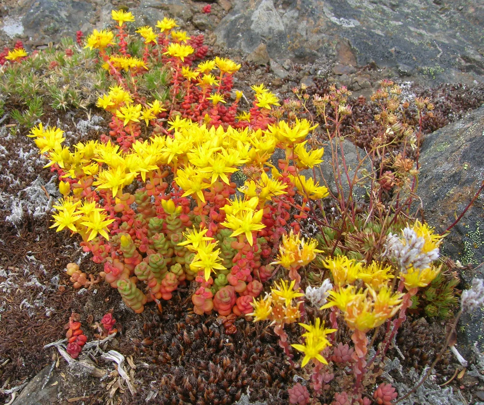 Cascade Stonecrop (Sedum Divergens) — It prefer well-drained soil