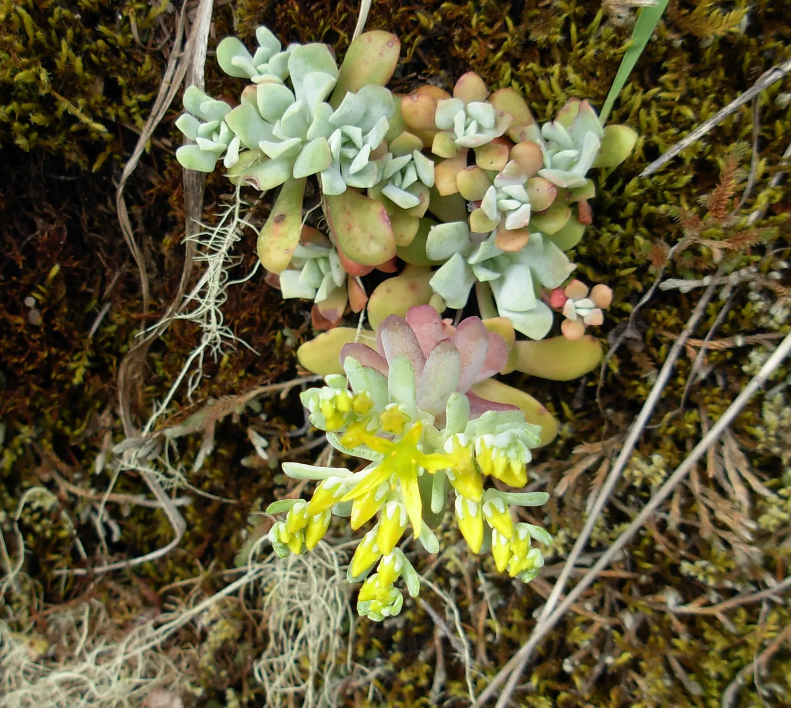 Cascade Stonecrop (Sedum Divergens) — It features bright green leaves and yellow summer blooms that attract pollinators
