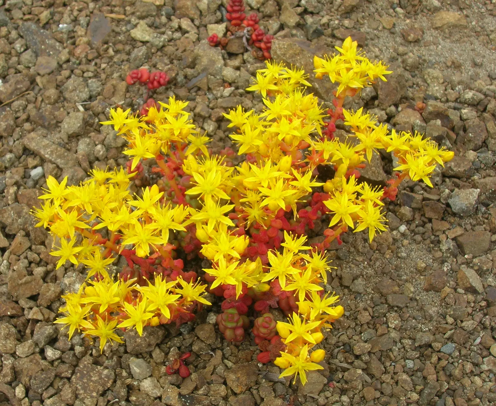 Cascade Stonecrop (Sedum Divergens) — with a spread of up to 18 inches
