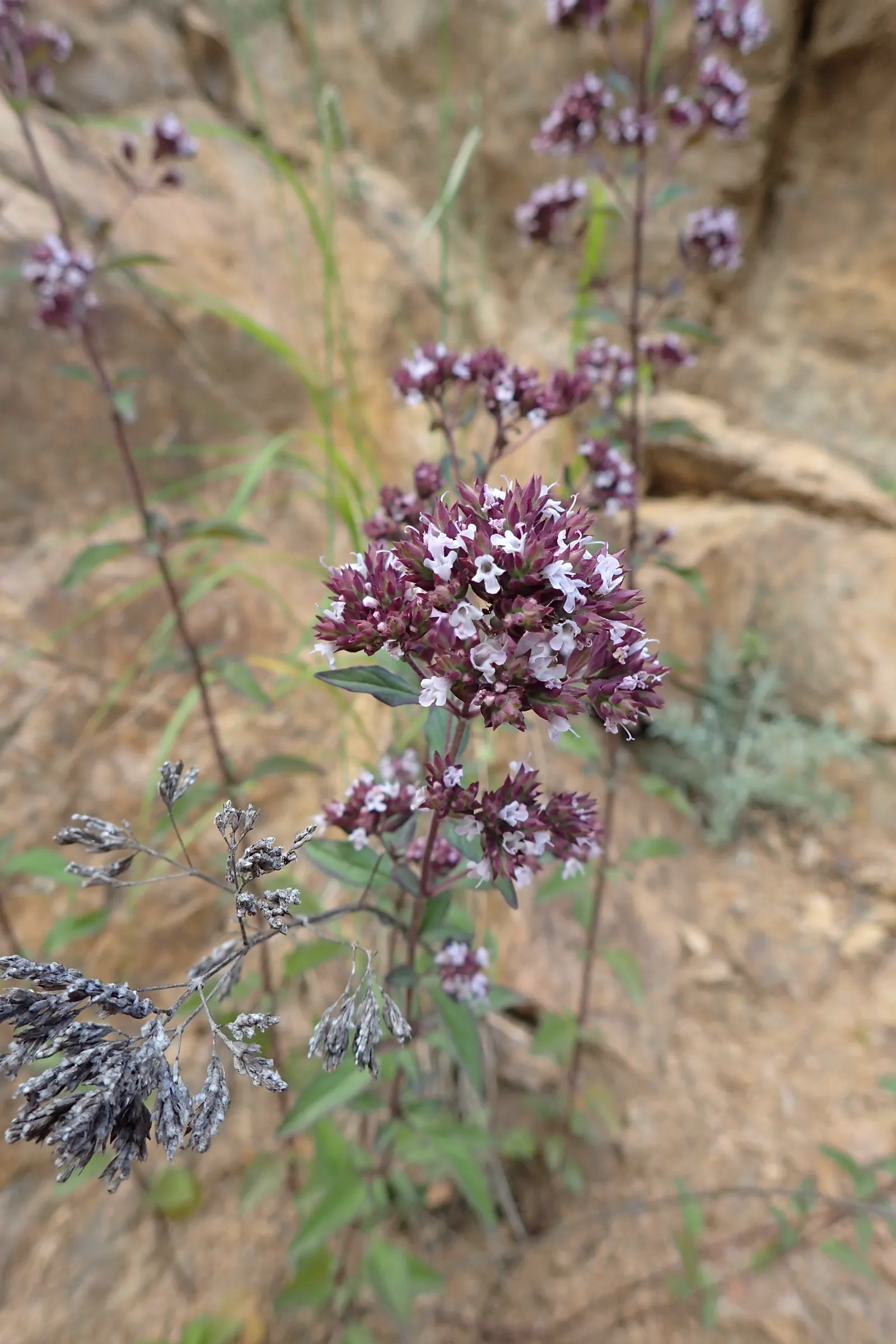 Oregano (Origanum Vulgare) — For the best flavor, gather leaves just before the plant flowers, typically in late spring to early summer, image 71