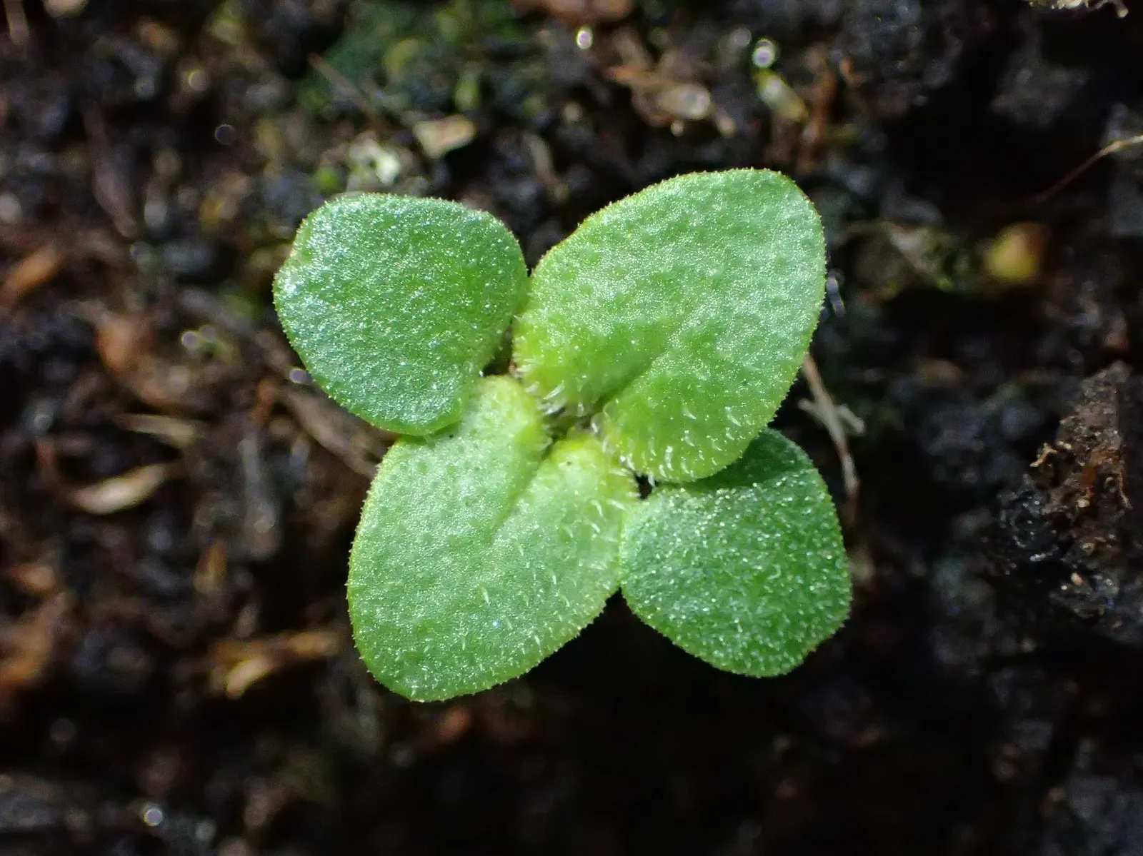 Oregano (Origanum Vulgare) — and sensory appeal make it an excellent choice for both novice gardeners and seasoned landscapers; and its tendency to, image 117