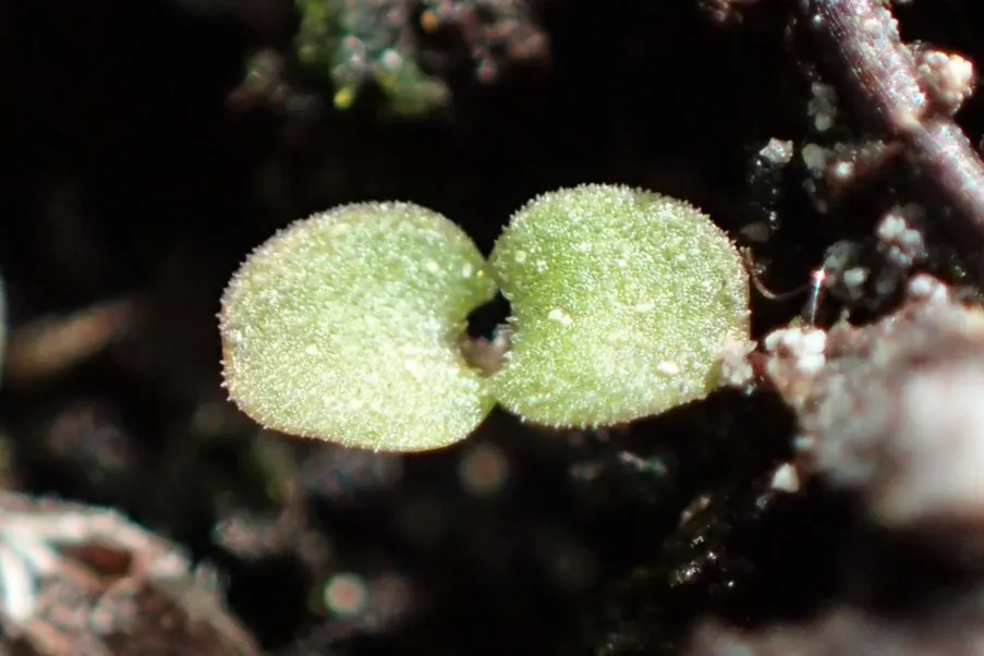 Oregano (Origanum Vulgare) — herb / perennial for full or half; and sensory appeal make it an excellent choice for both novice gardeners and, image 120