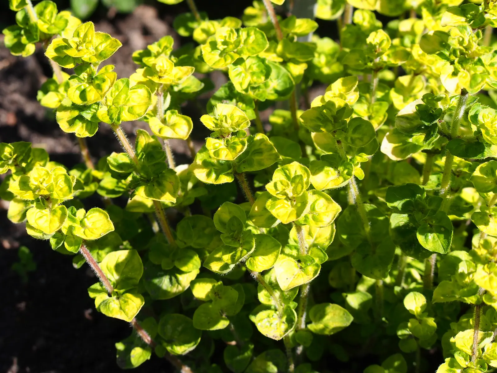 Oregano (Origanum Vulgare) — herb / perennial for full or half; and sensory appeal make it an excellent choice for both novice gardeners and, image 100